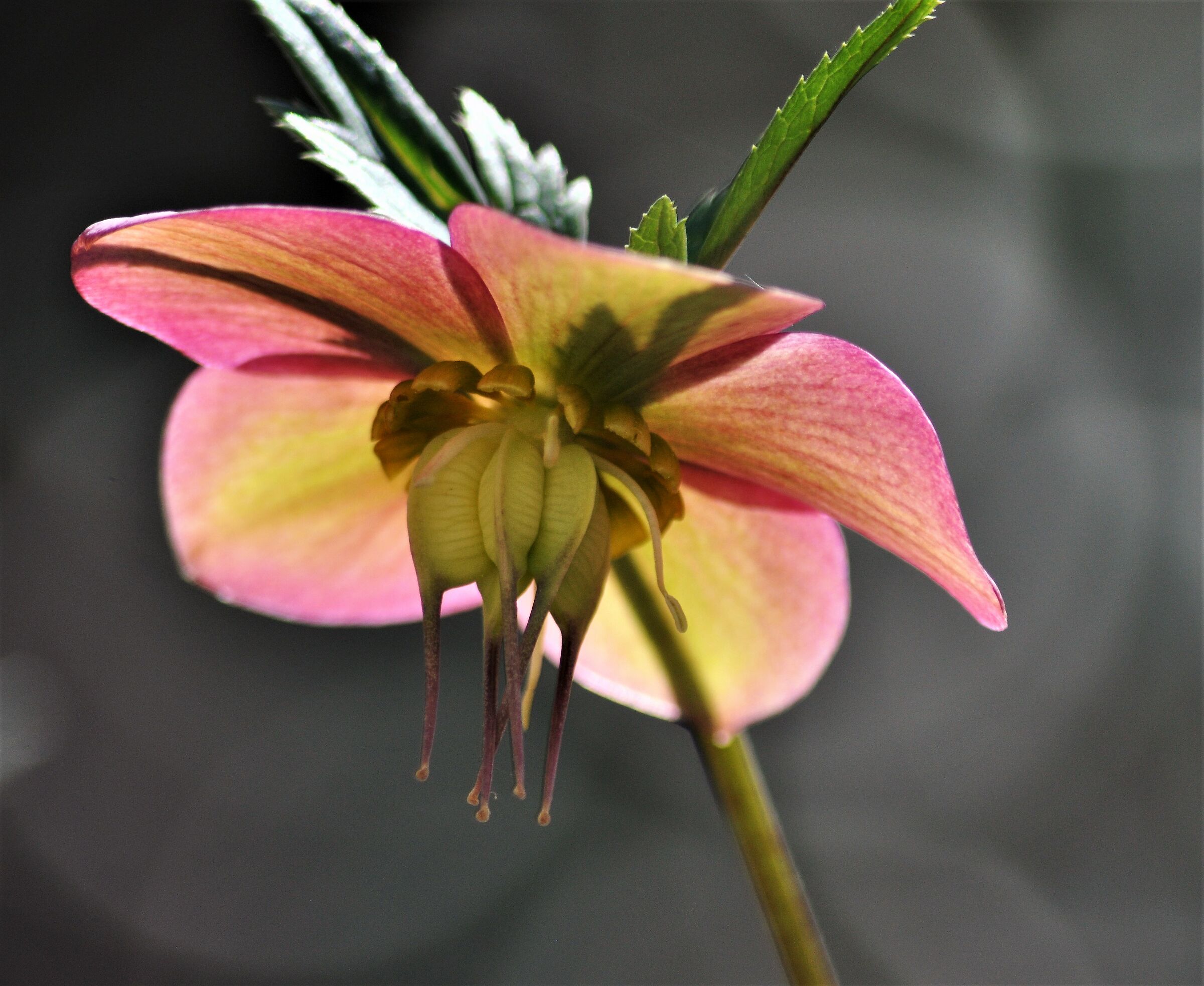 Helleborus Vivaio la Monta' Roasio