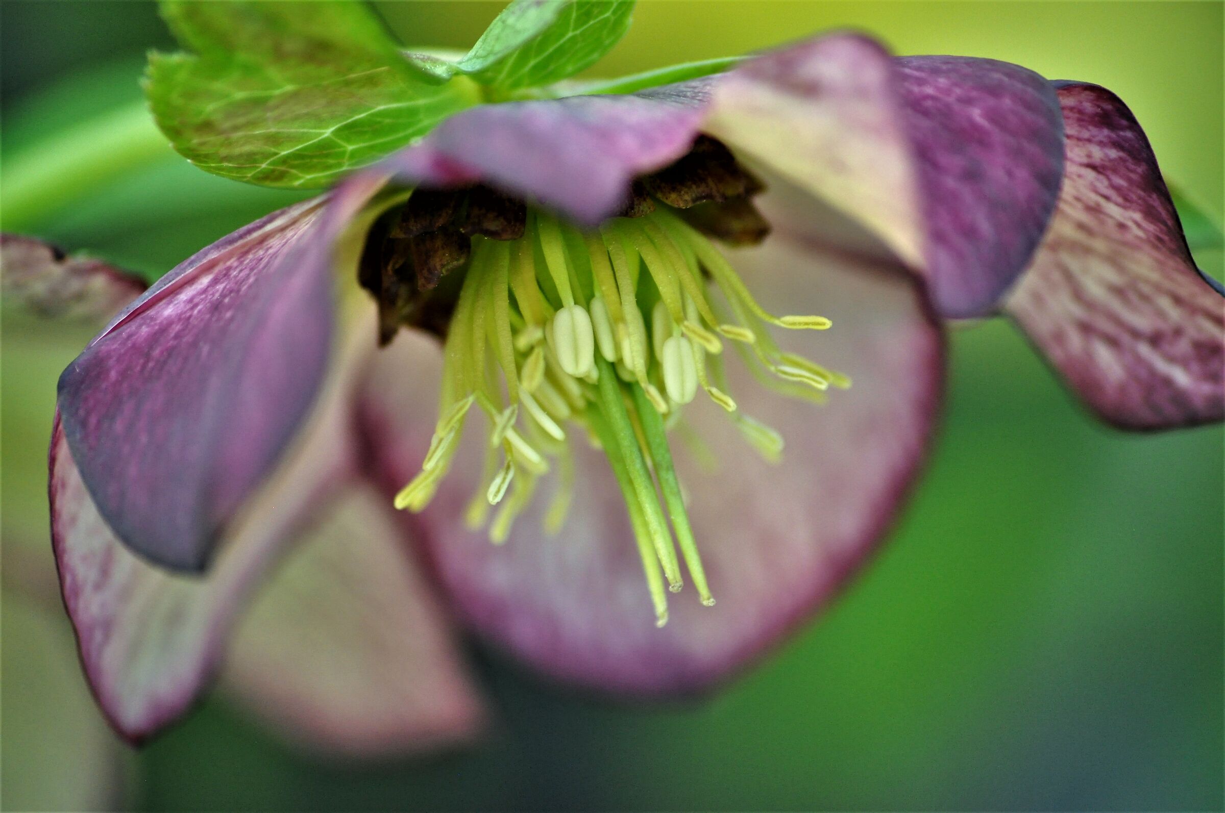 Helleborus Vivaio la Monta' Roasio