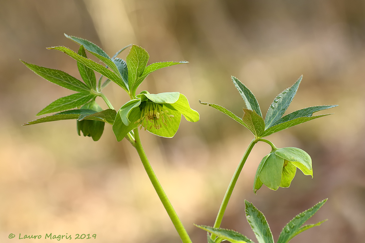 Hellebores