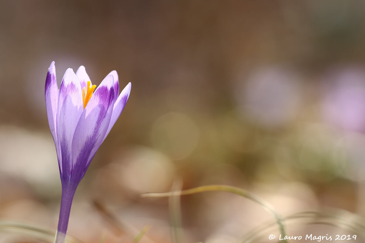 Crocus