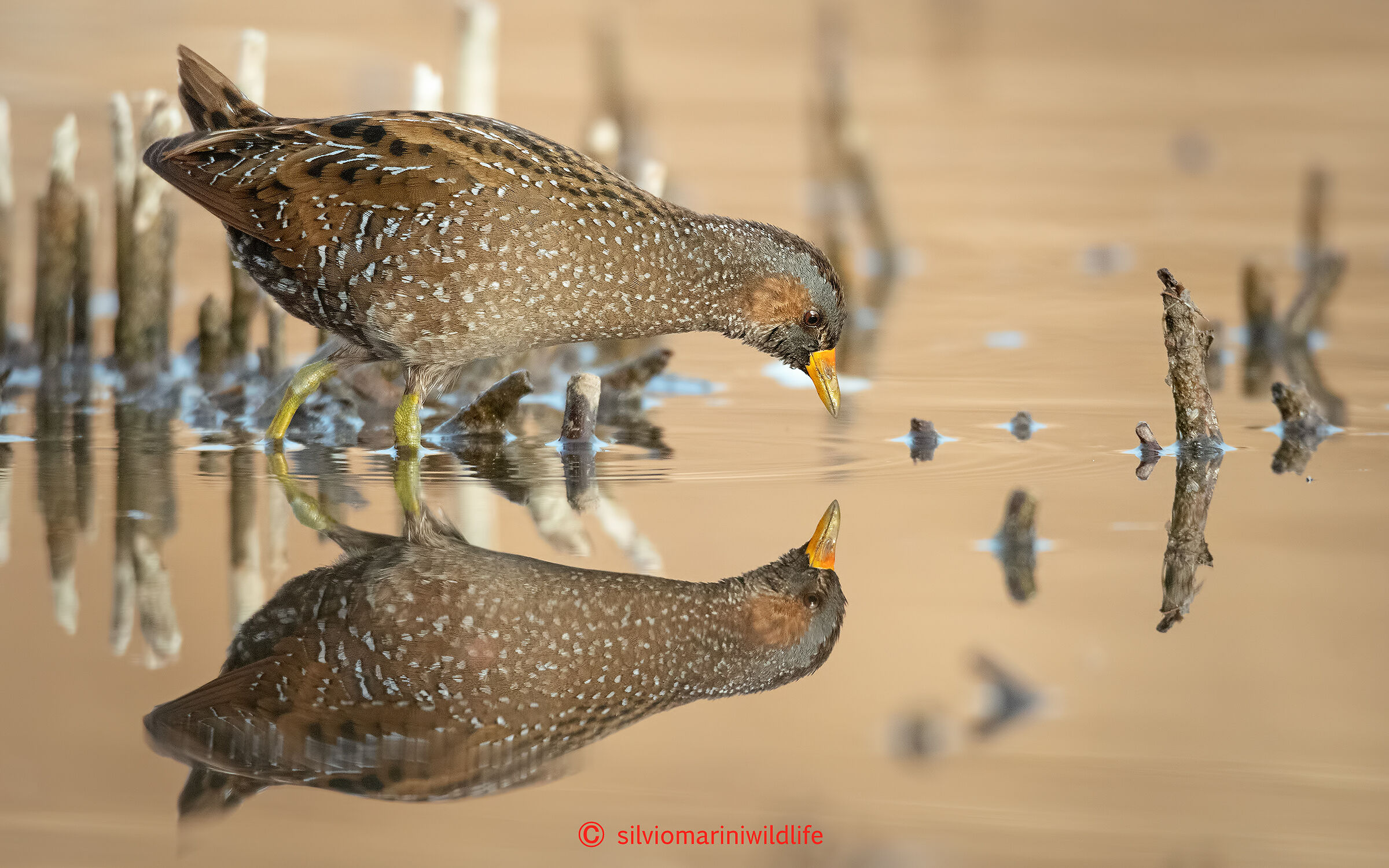 Voltolino (Porzana porzana)