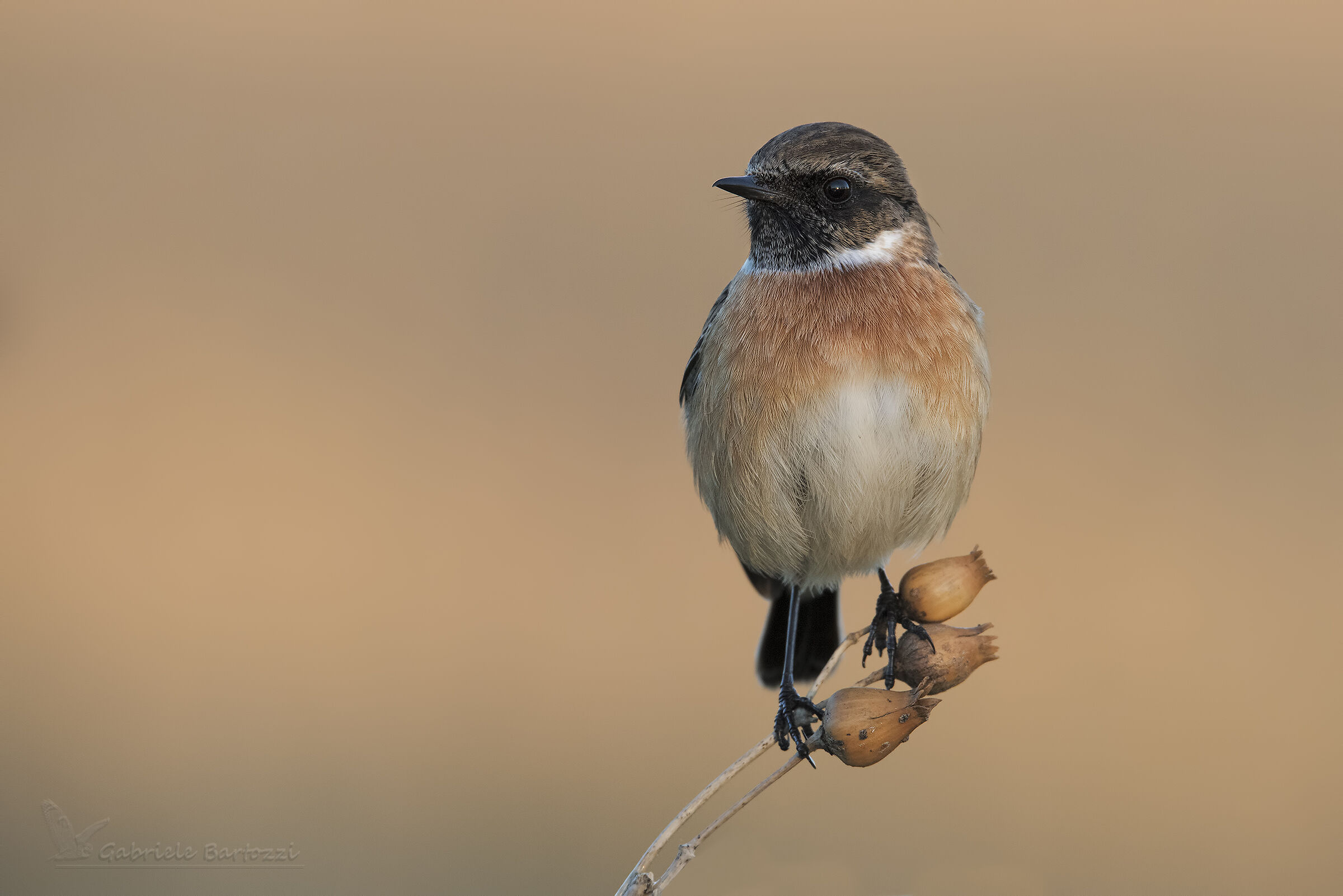 Stonechat