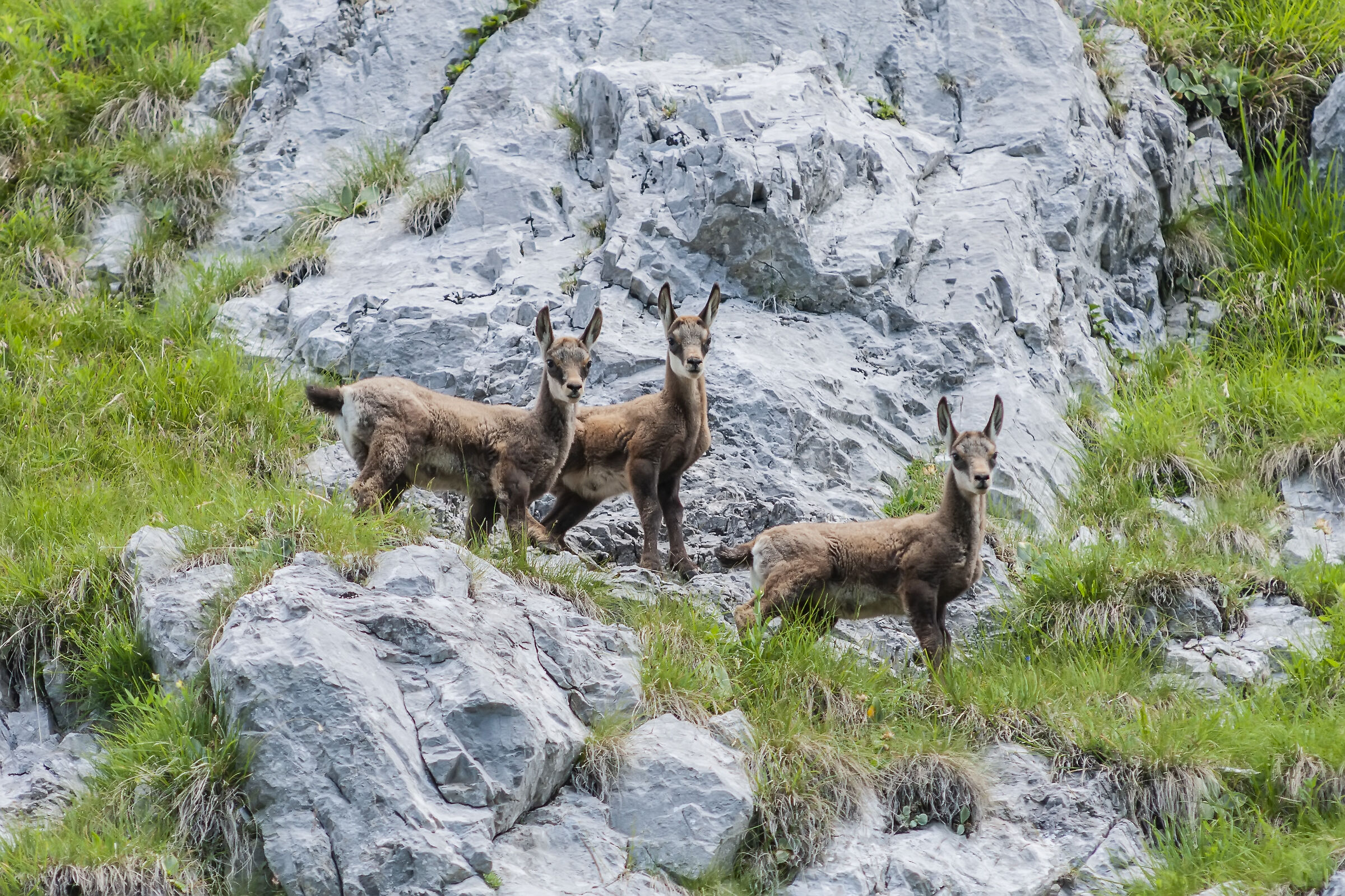 Tris di piccoli camosci