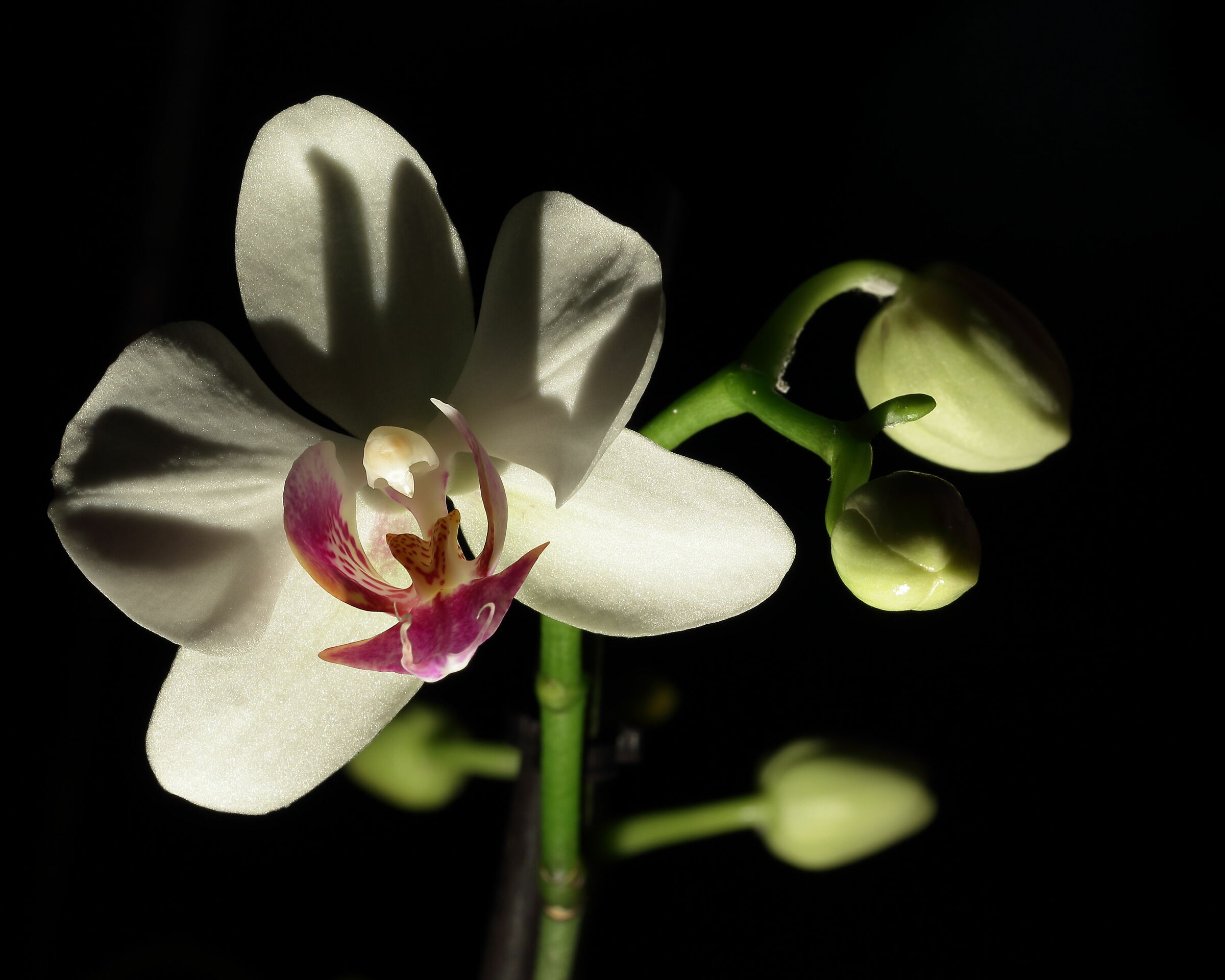 Phalaenopsis New 2