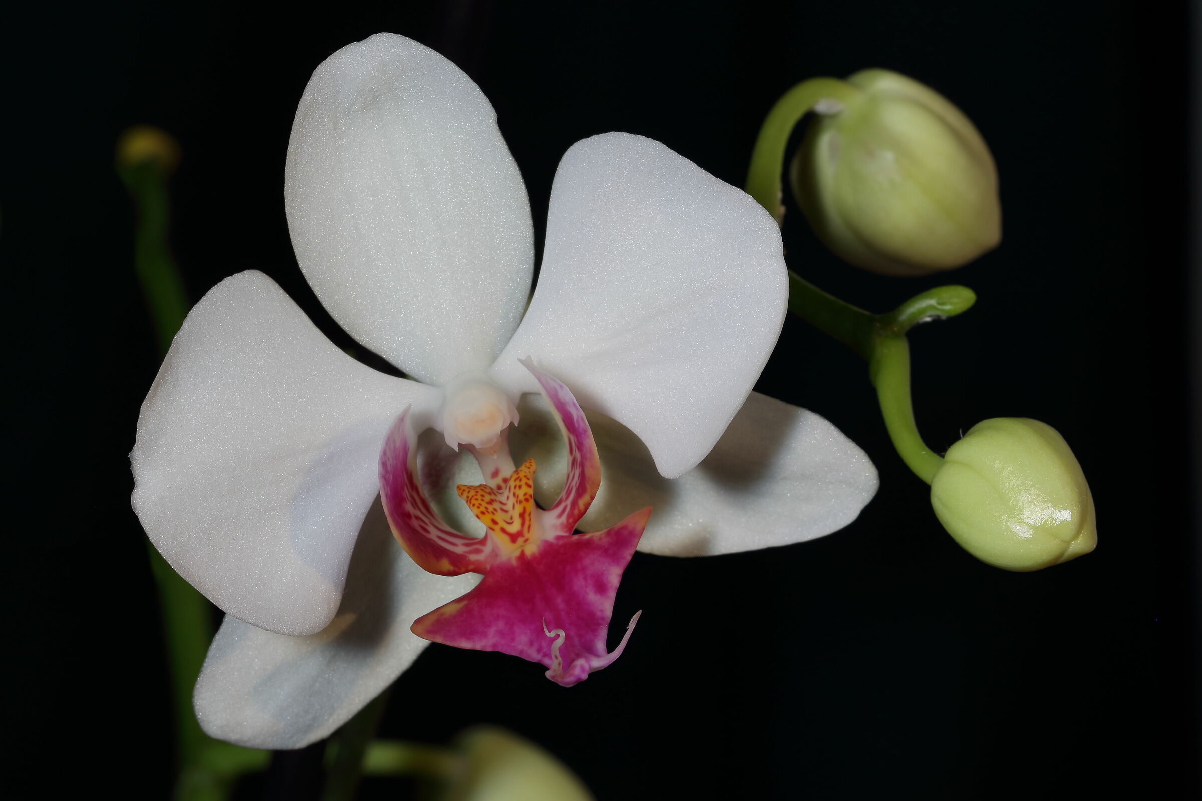 Phalaenopsis New 1
