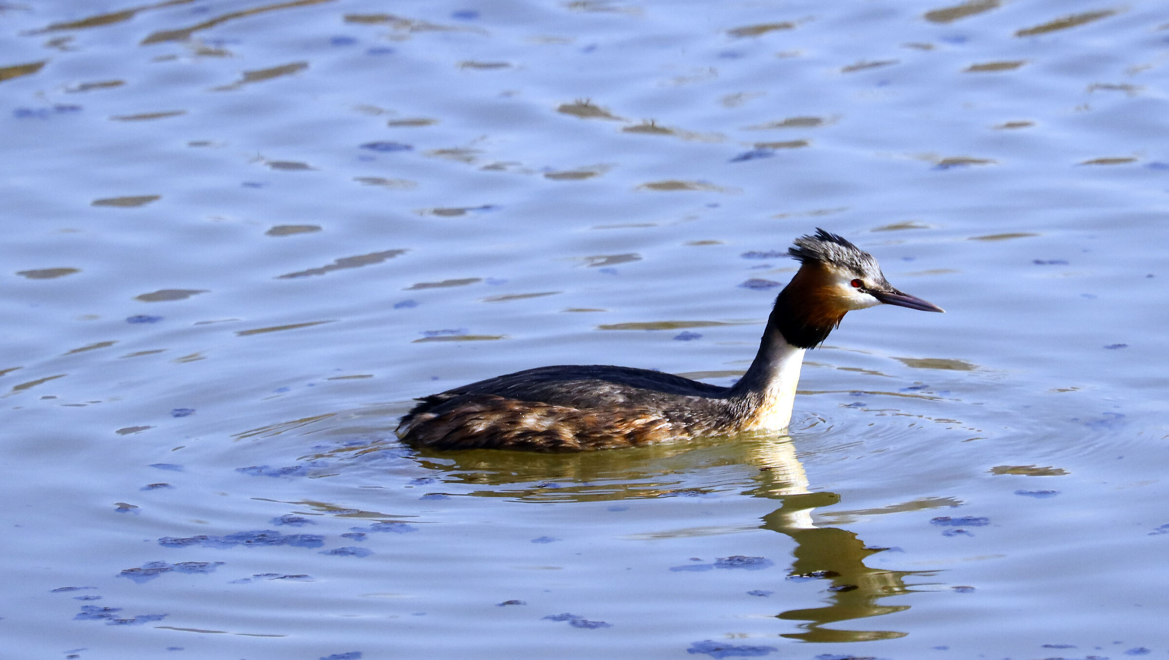 Grebe