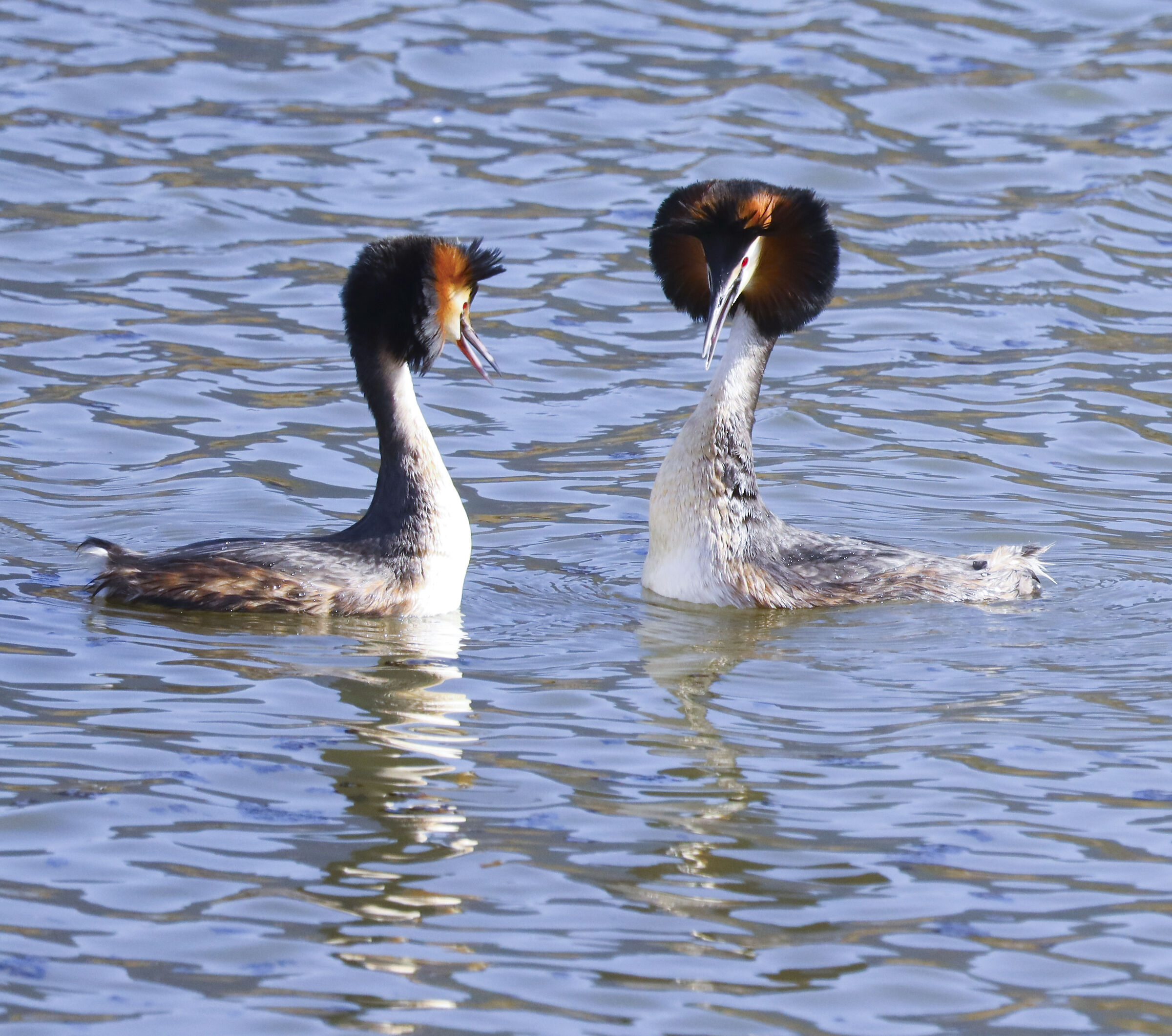 Grebes