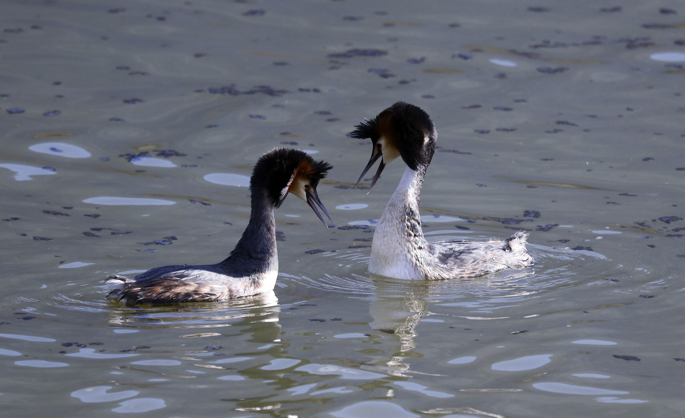Grebes