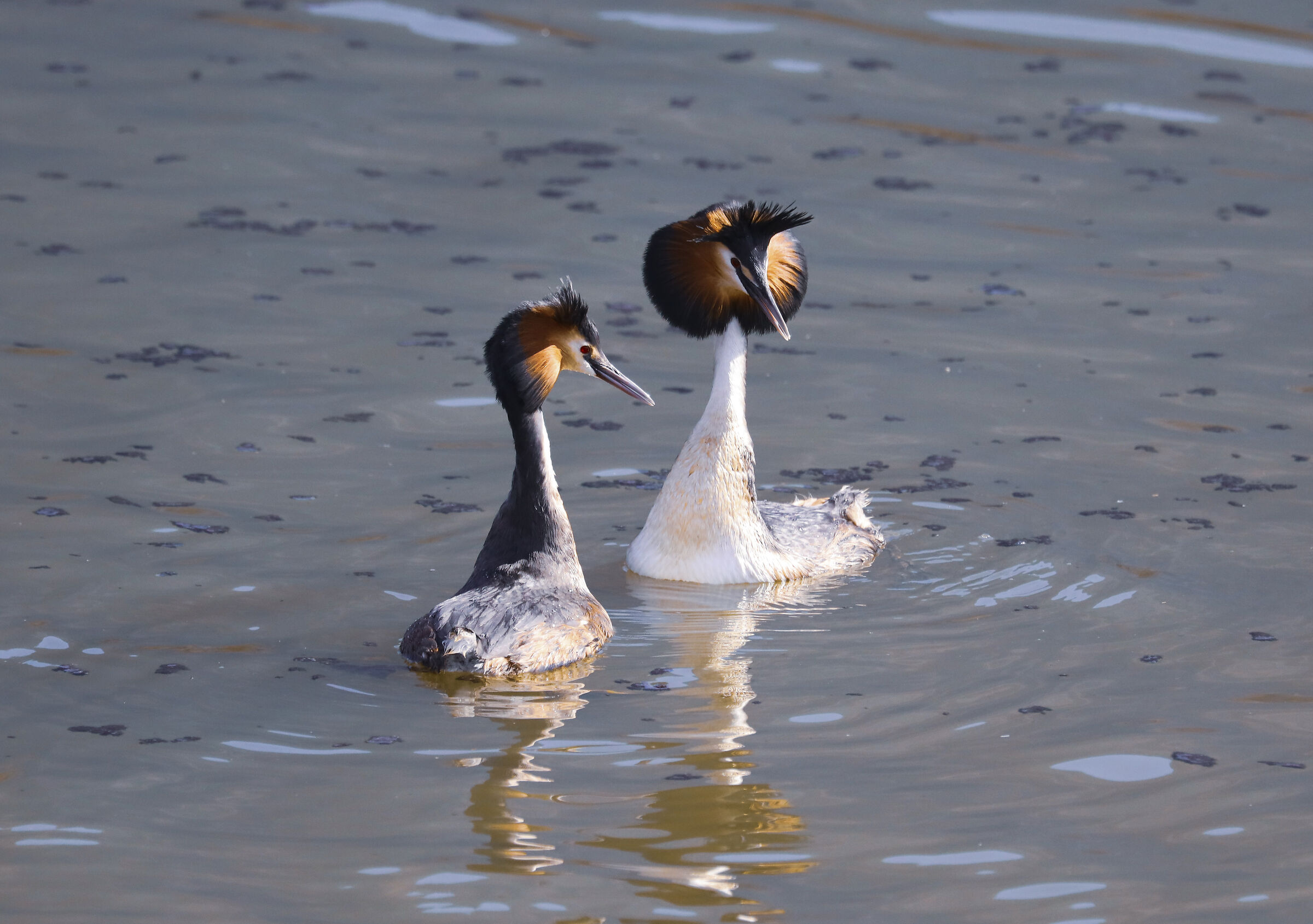 Grebes