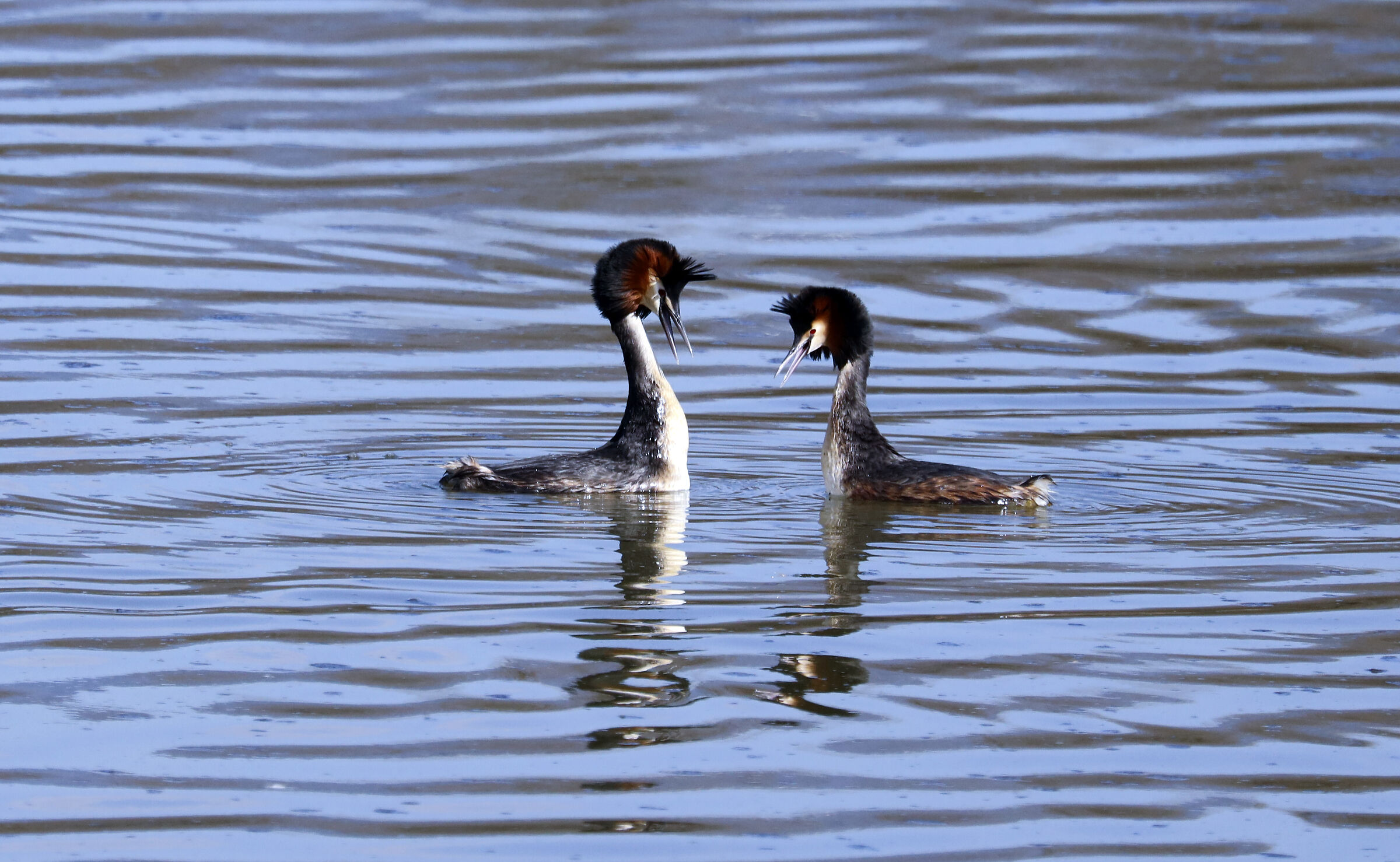 Grebes