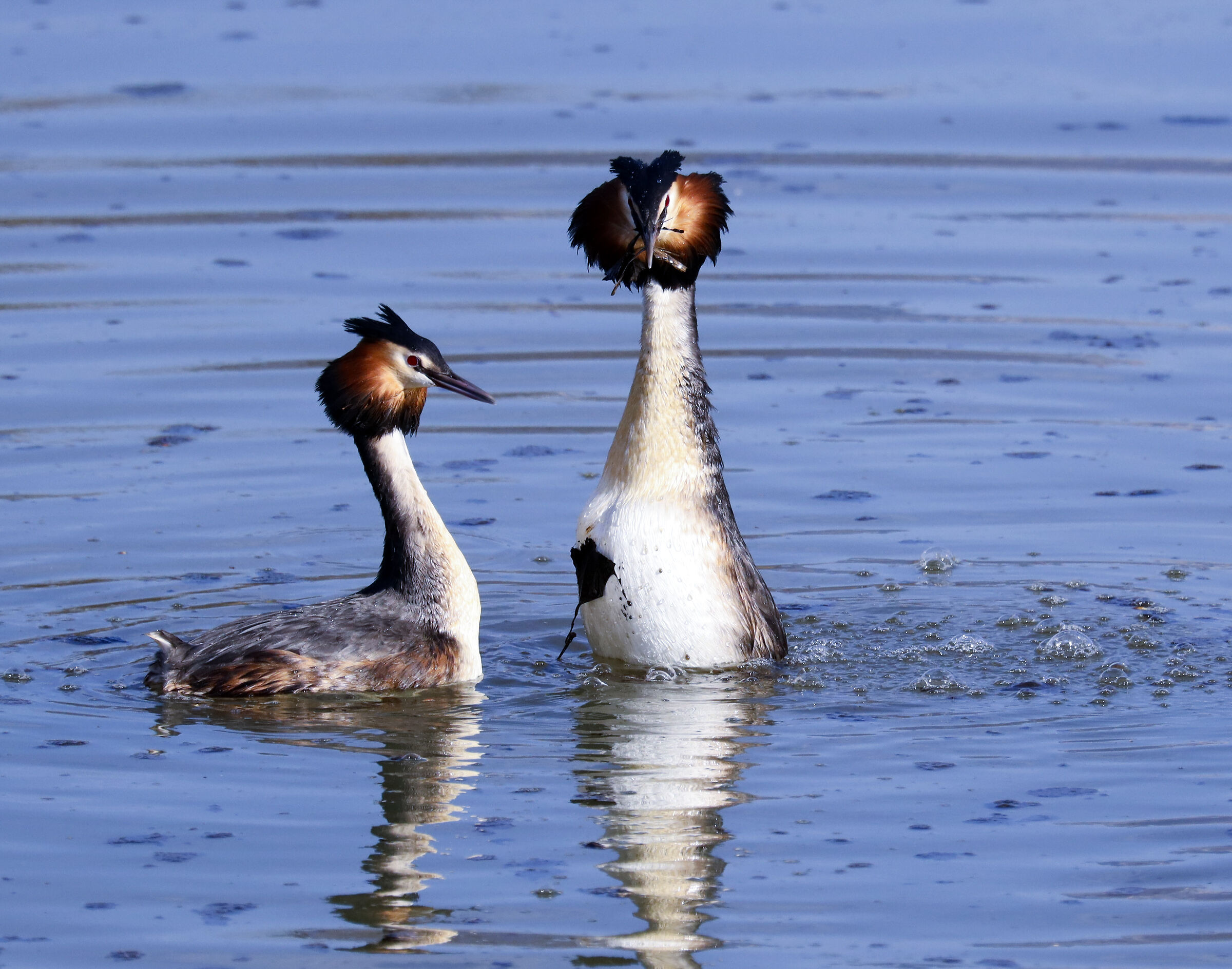 Grebes