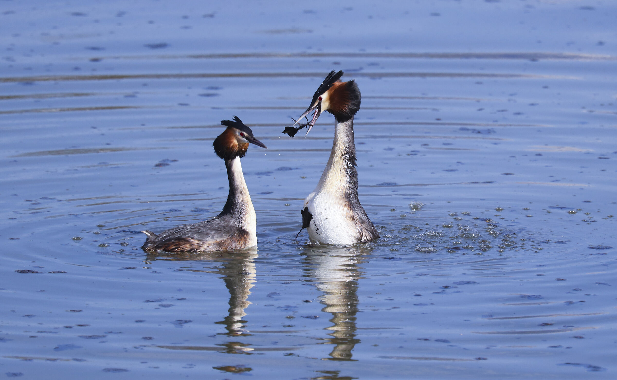 Grebes