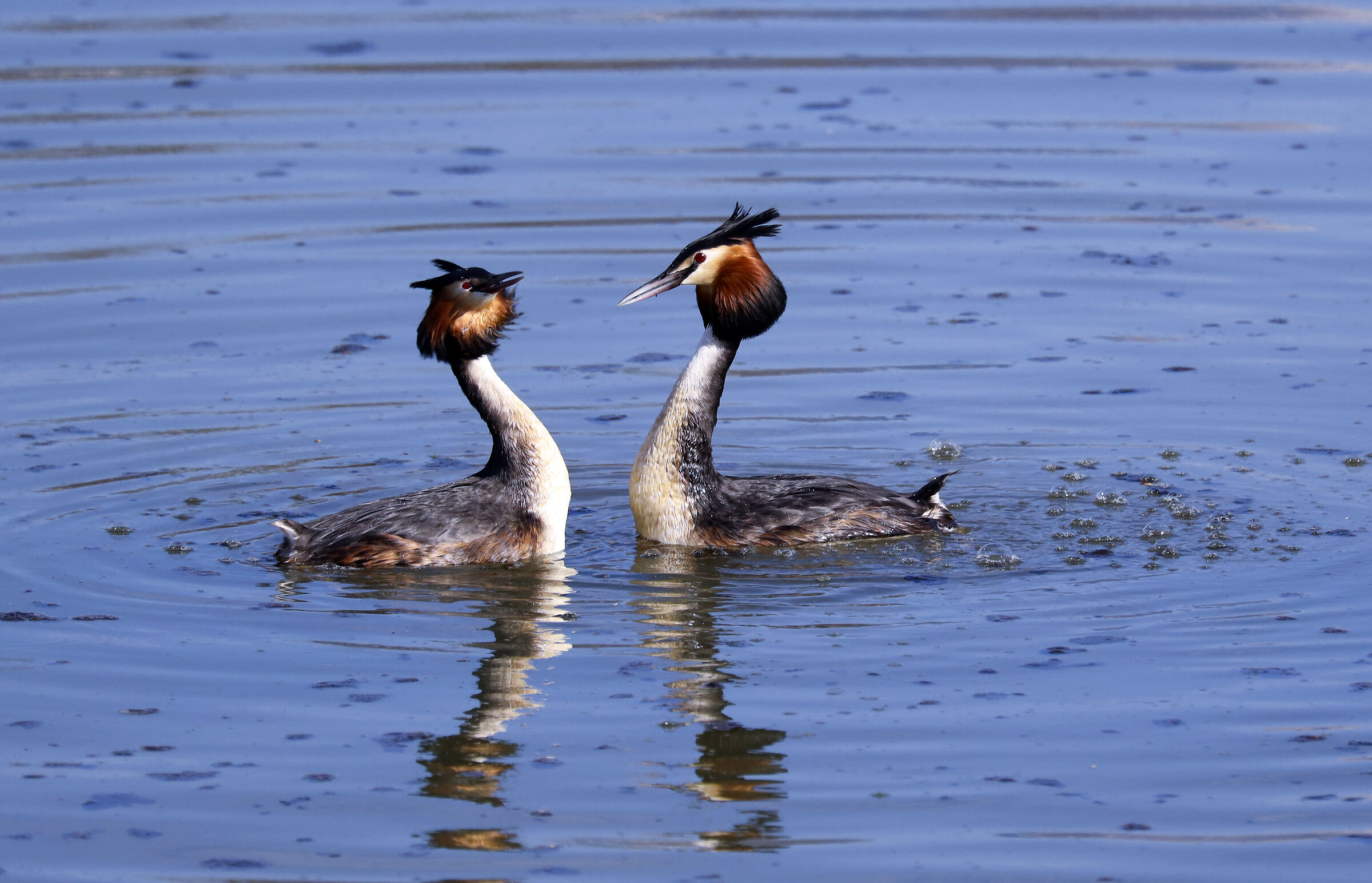 Grebes