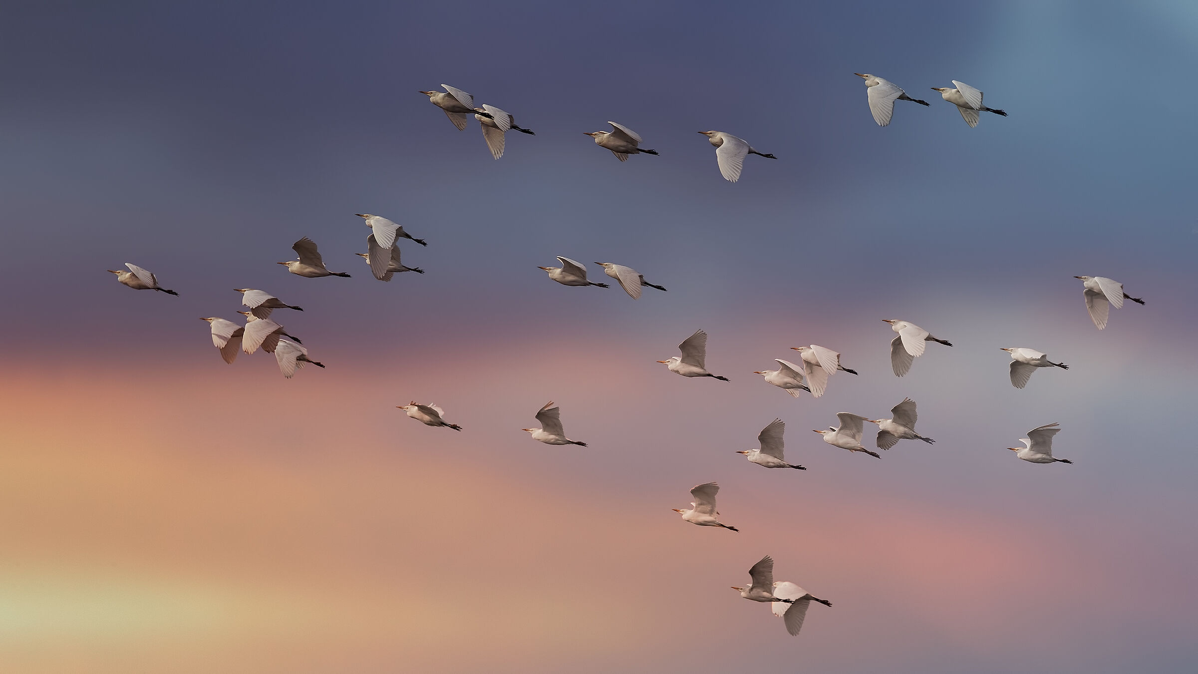 Guardabuoi in stormo