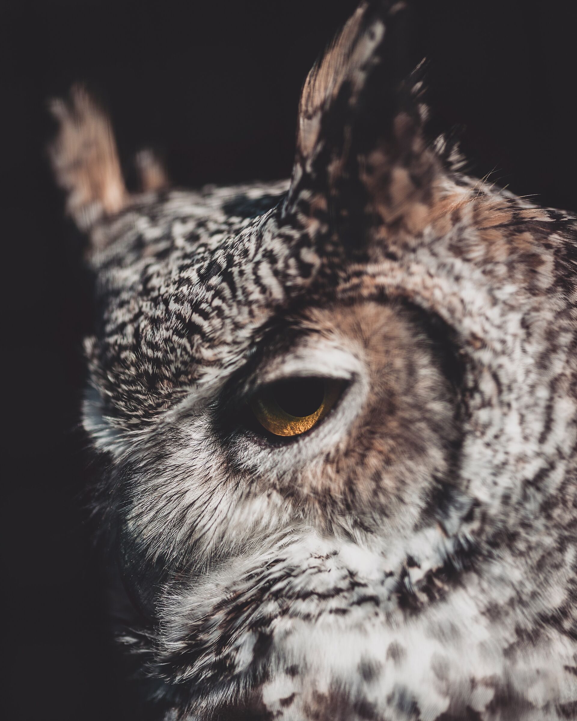 Portrait of Siberian Owl