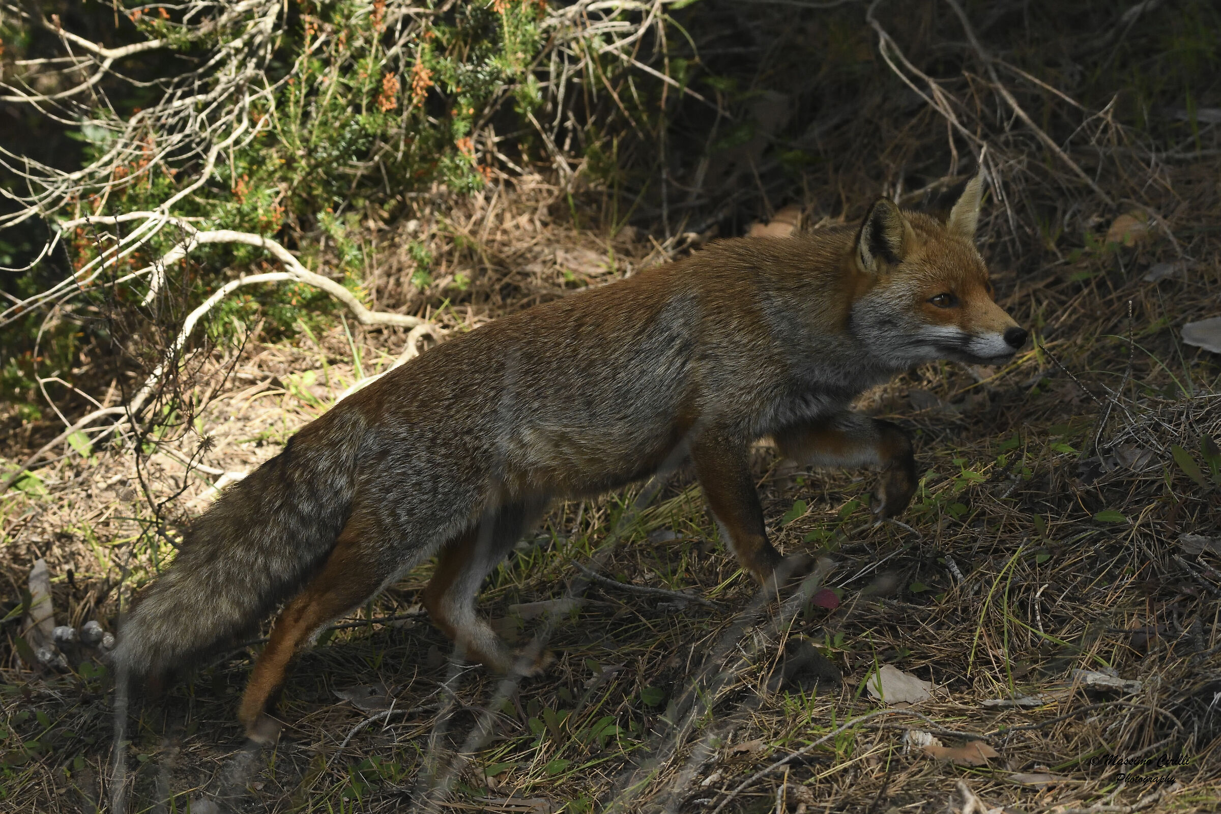 Fox