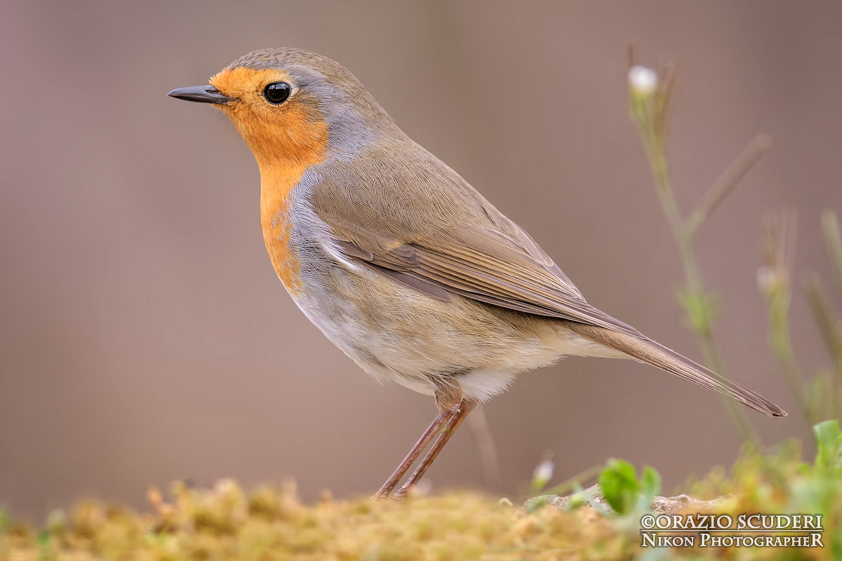 Erithacus rubecula