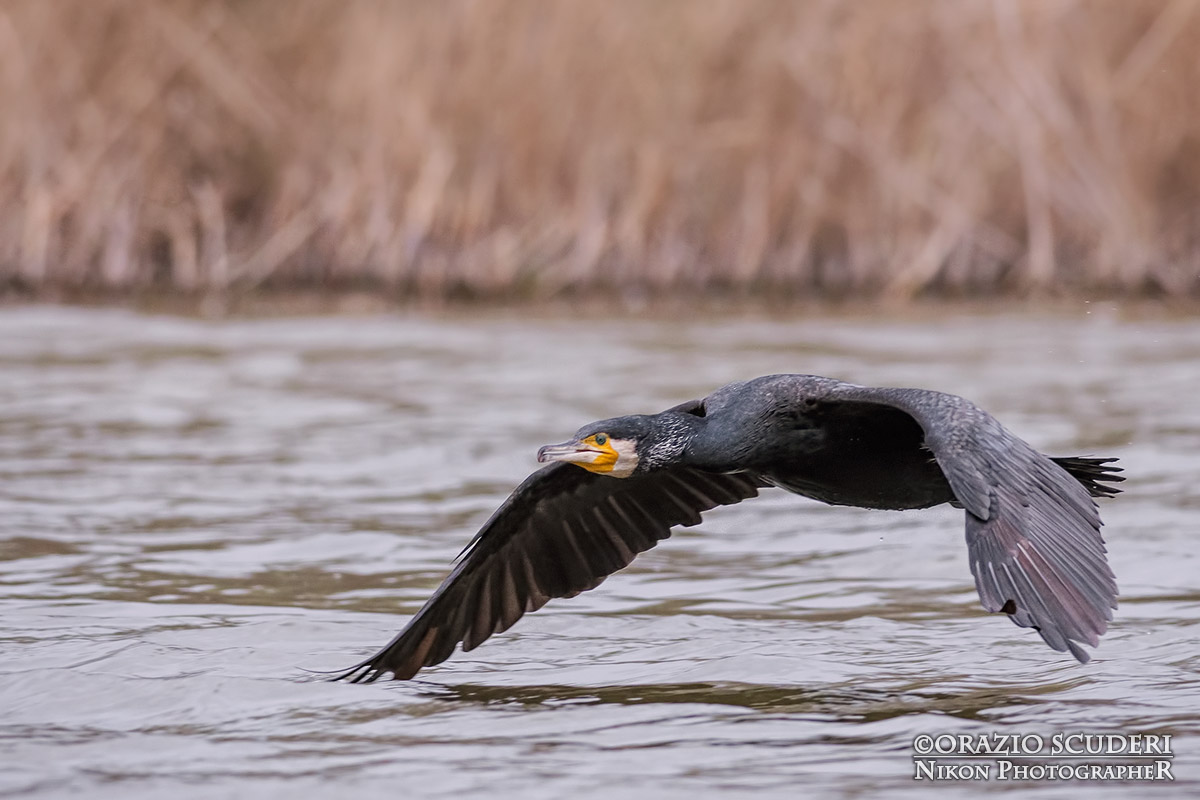 Phalacrocorax carbo