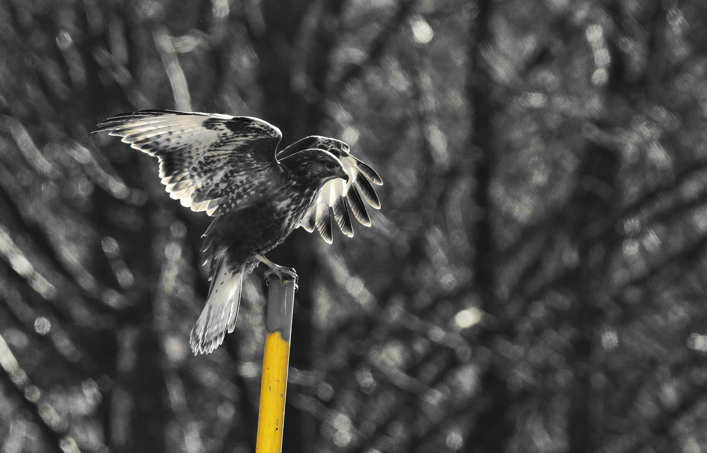 The Buzzard in grey...