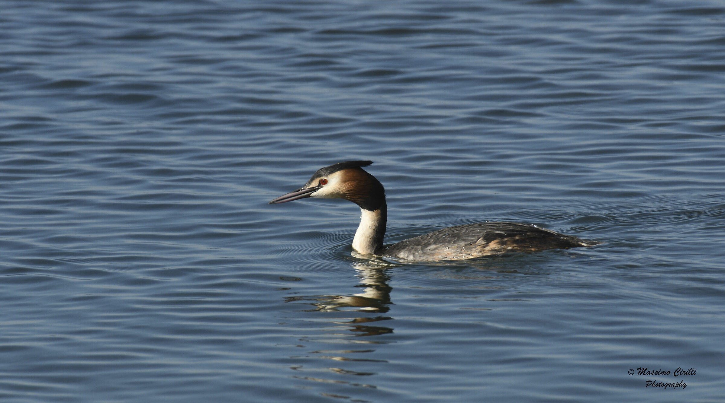 Major Crested Grebe