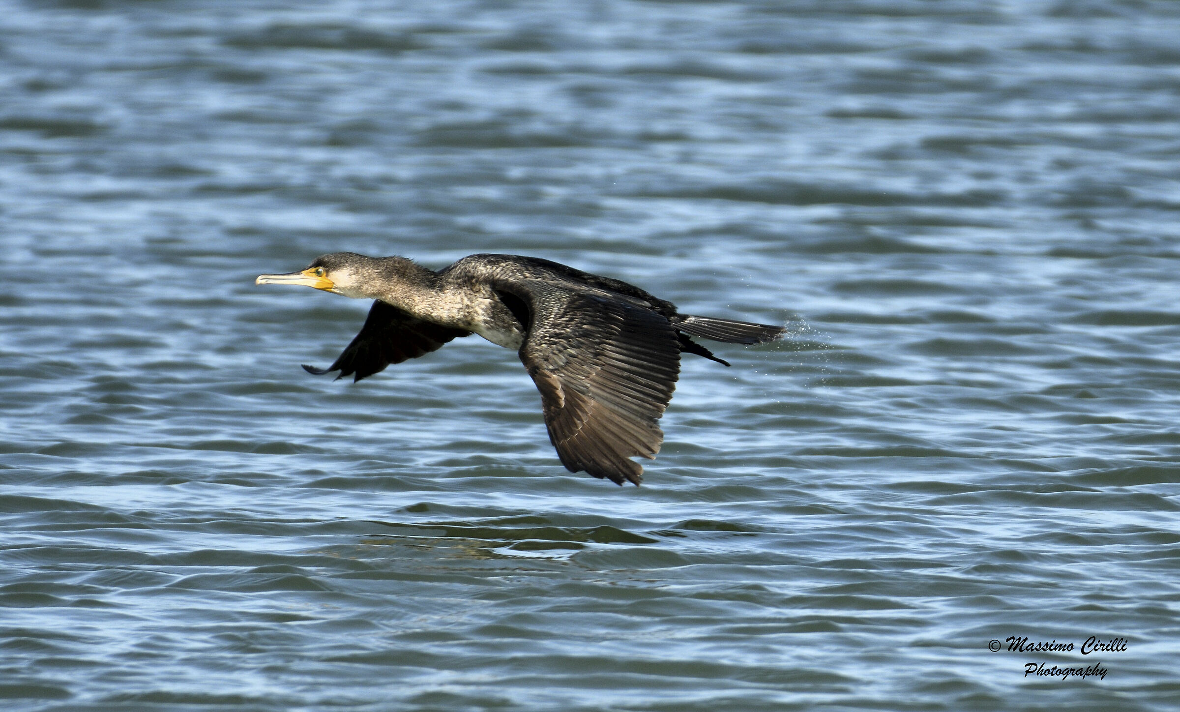 Cormorate 1