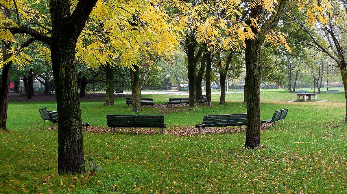 Alberi al Parco Nord