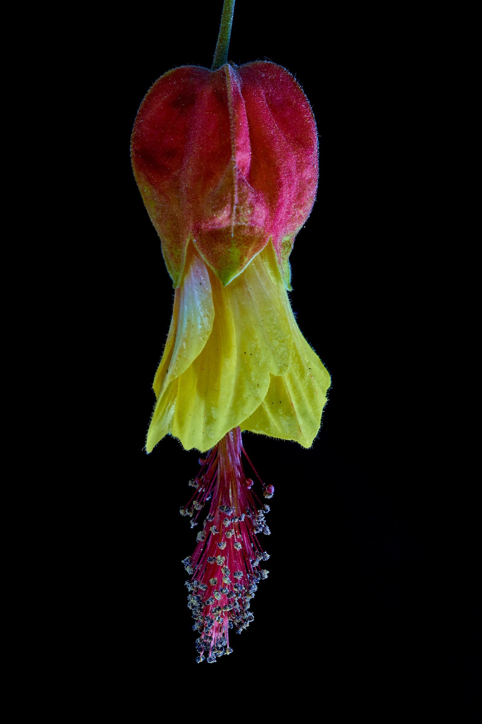 Il Brasile sotto casa