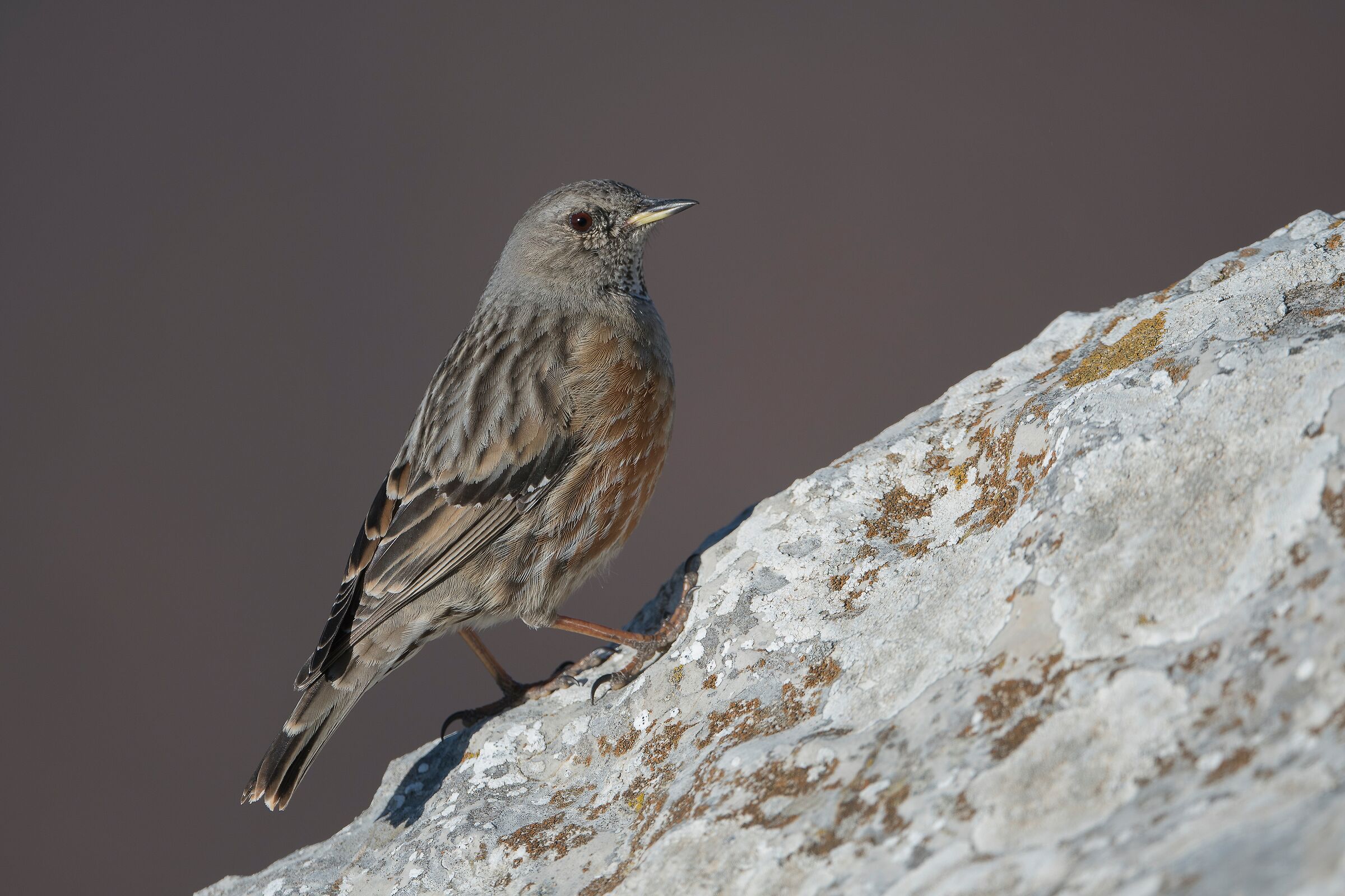 Alpine Accentor