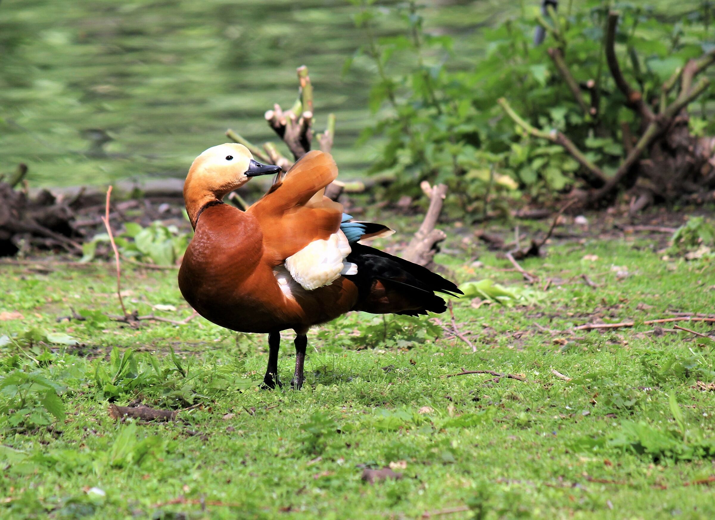 Toiletta- Casarca (Tadorna ferruginea)-Shikhovo beach