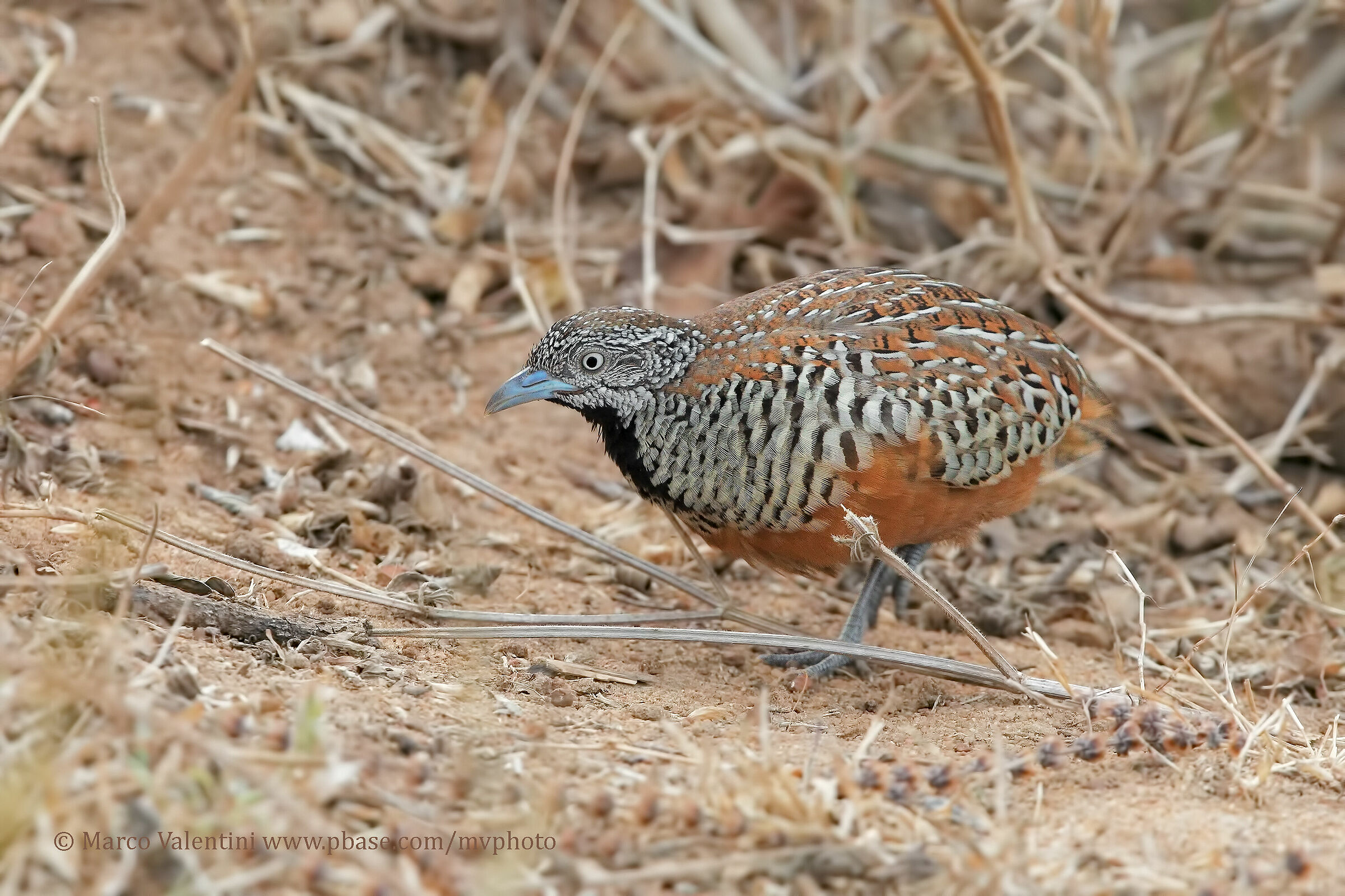 Three-legged quail barred