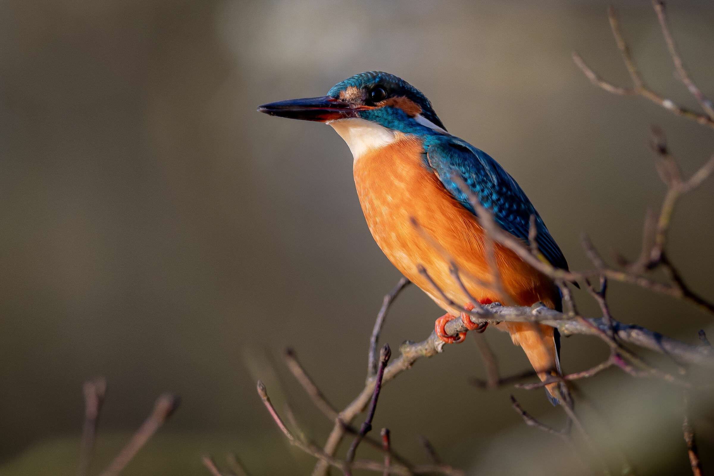Kingfisher