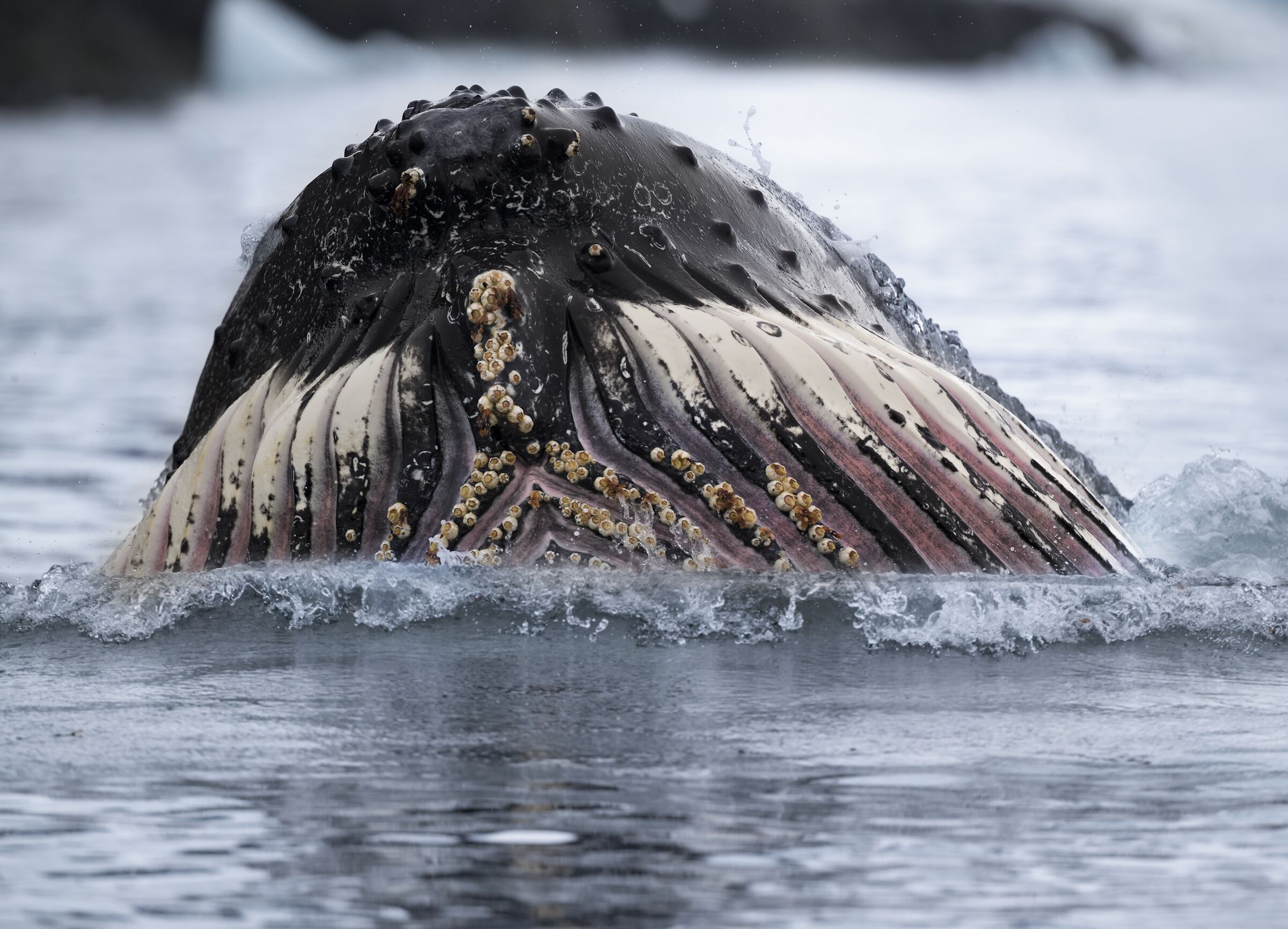 Whale muzzle Alien style The sea monster