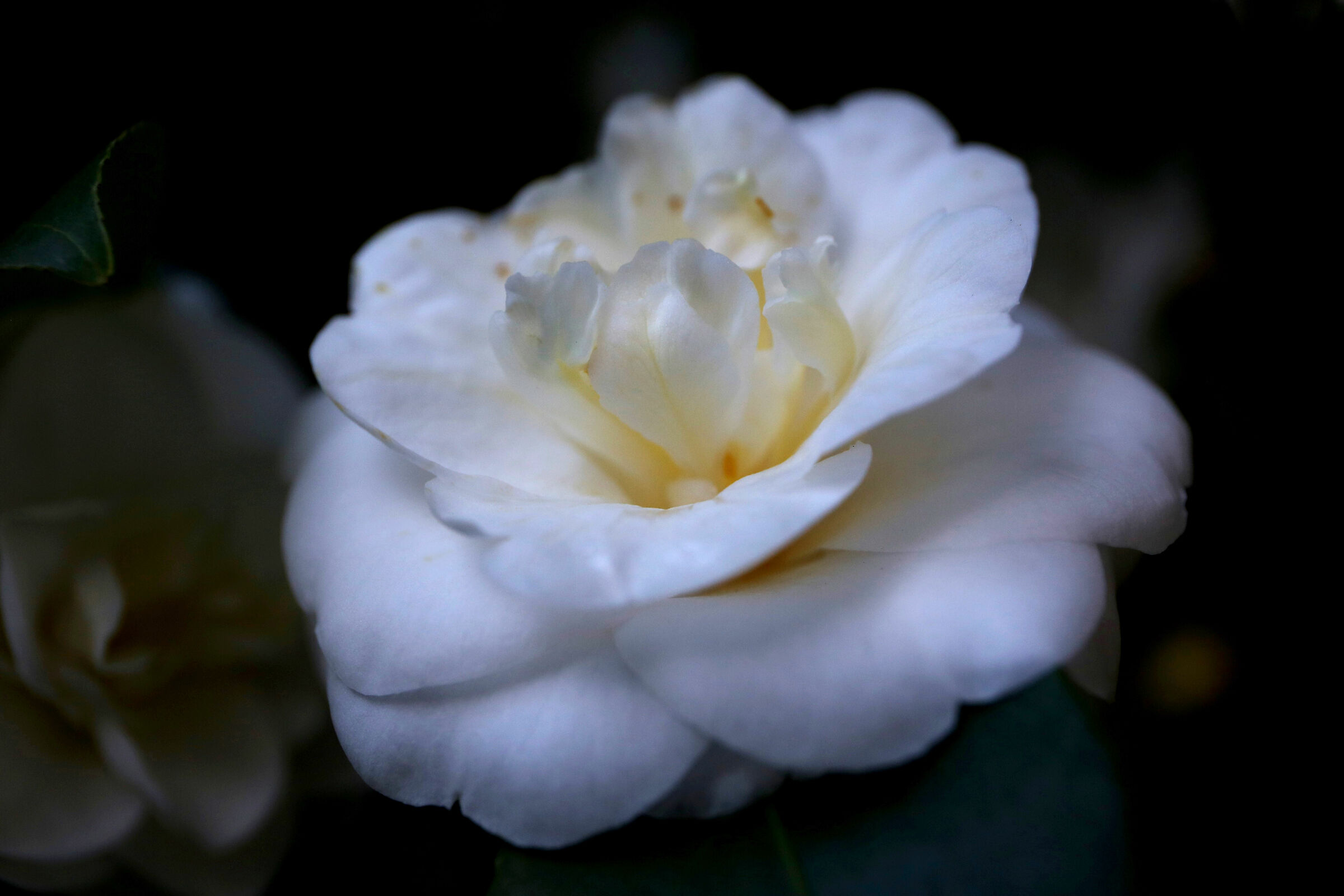 Sbocciare come un fiore