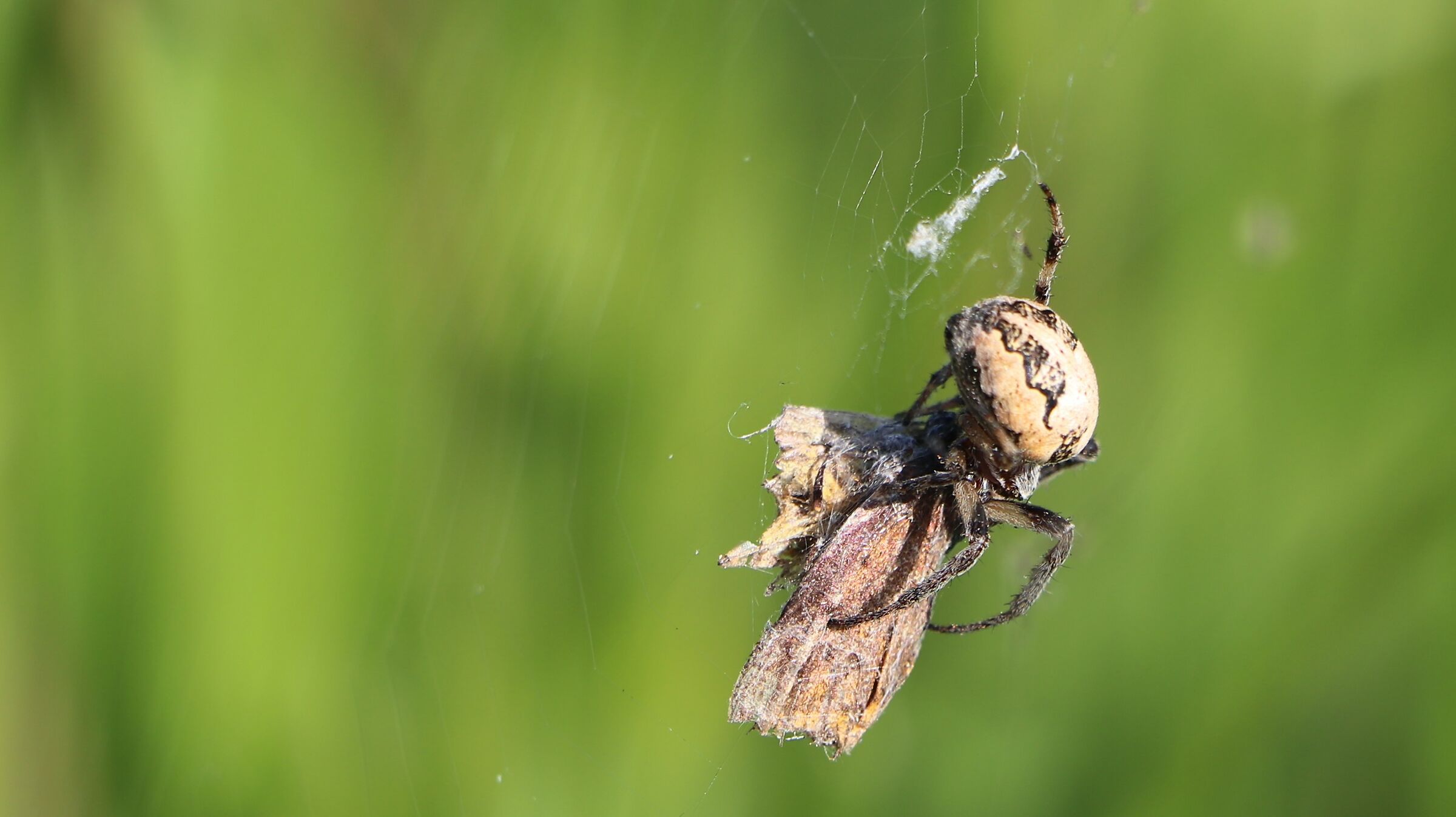 Il ragno e le sue trame