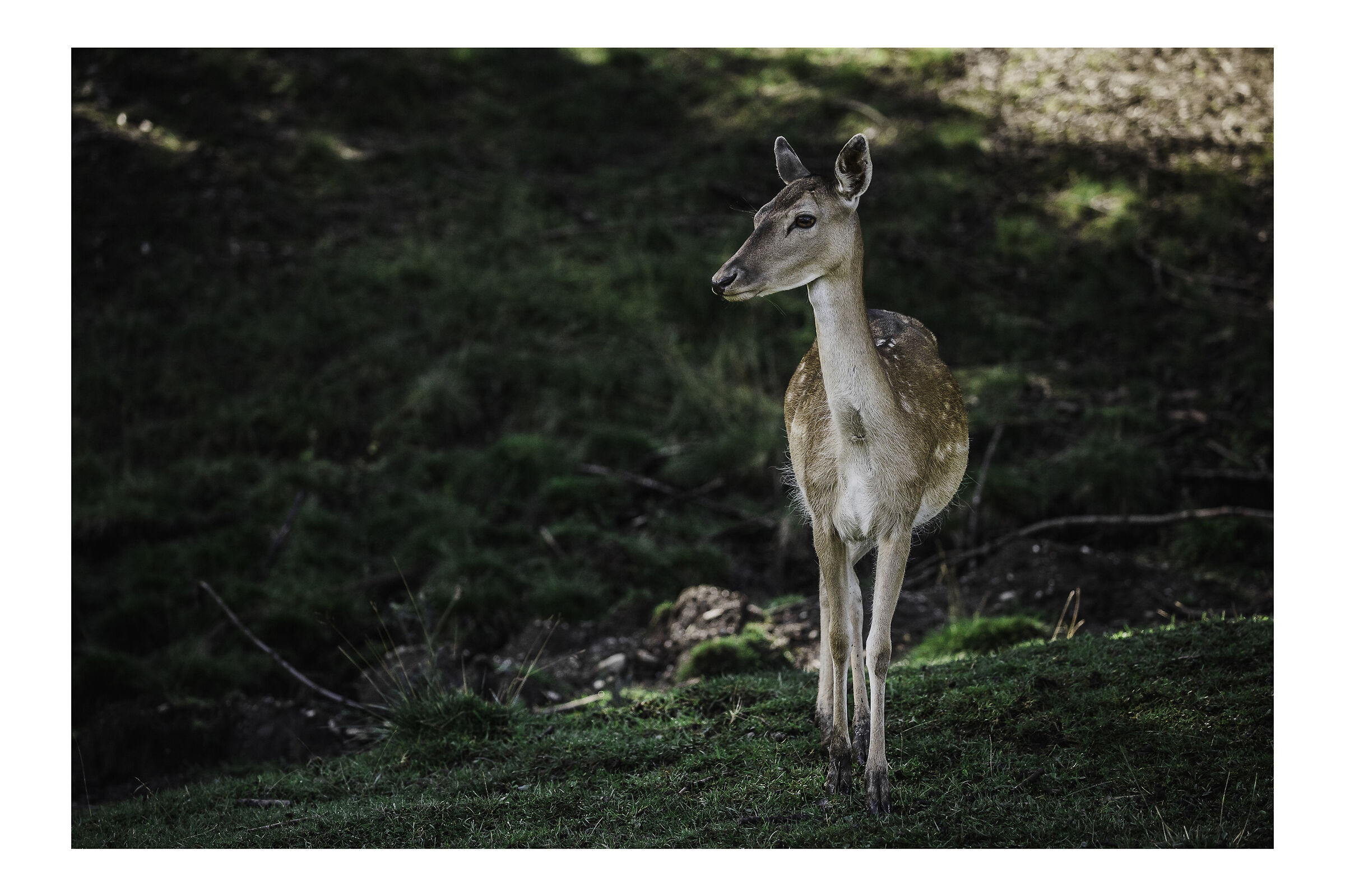 Cucciolo di Daino femmina 2 - San Candido. Trentino.