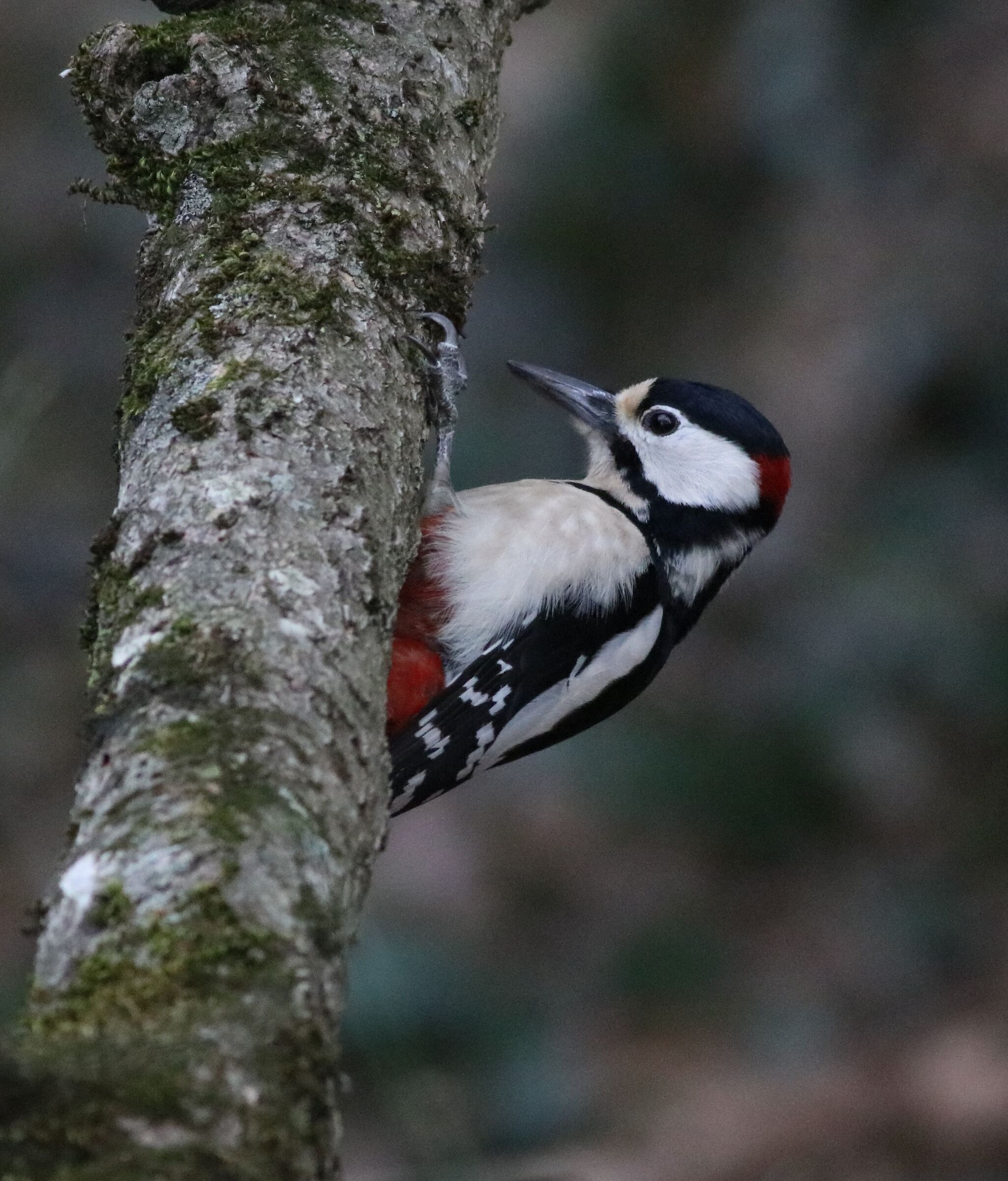 picchio rosso maggiore