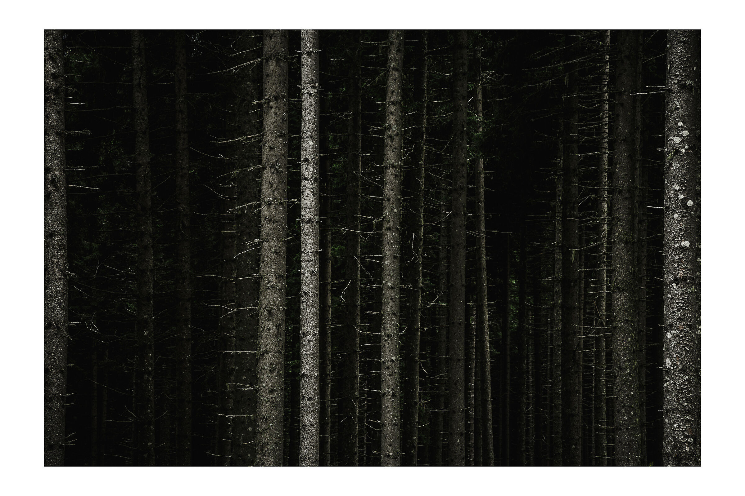 Boschi del Passo Manghen - Trentino.