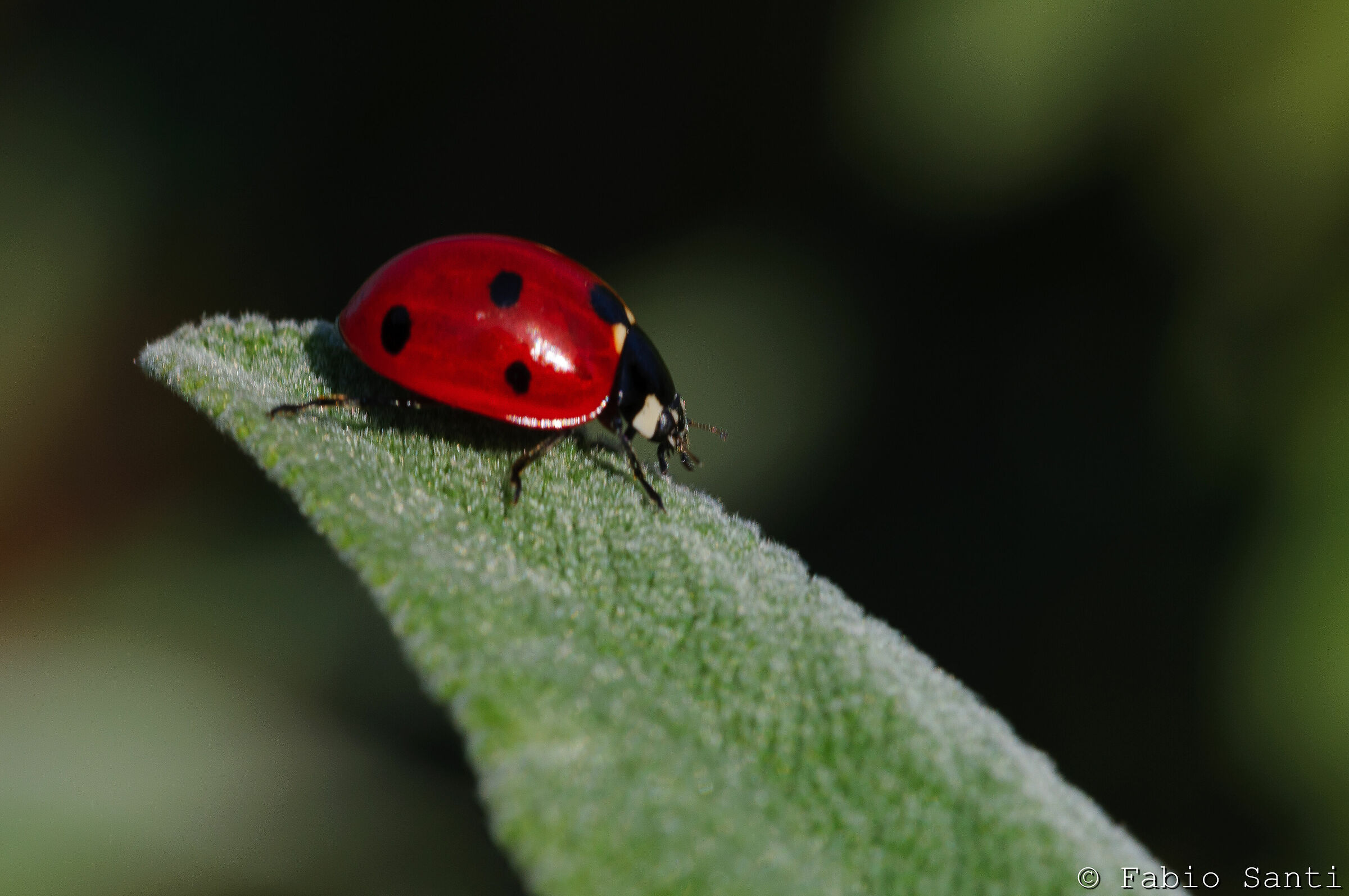 Coccinella su salvia 1