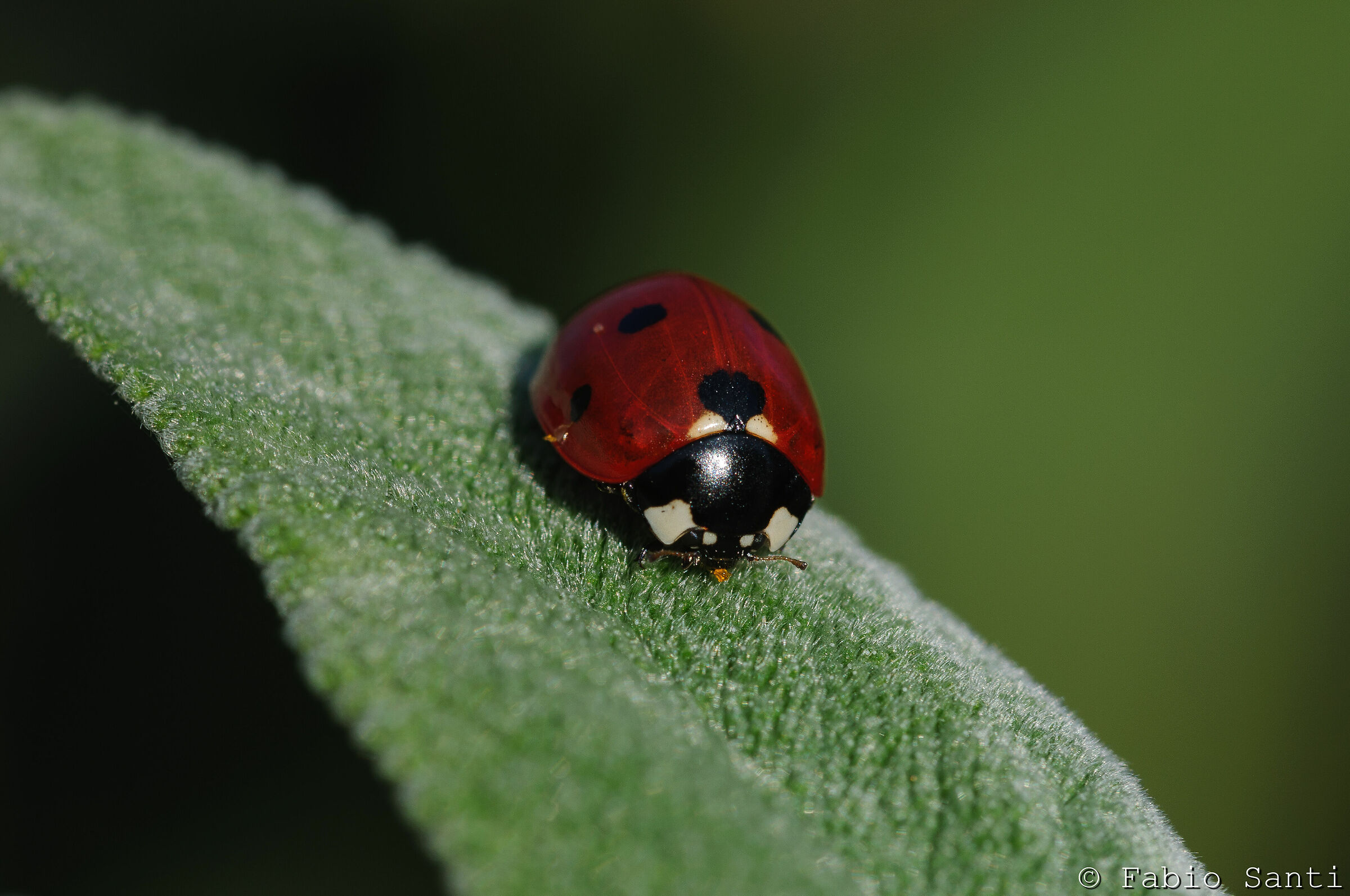 Coccinella su salvia 2