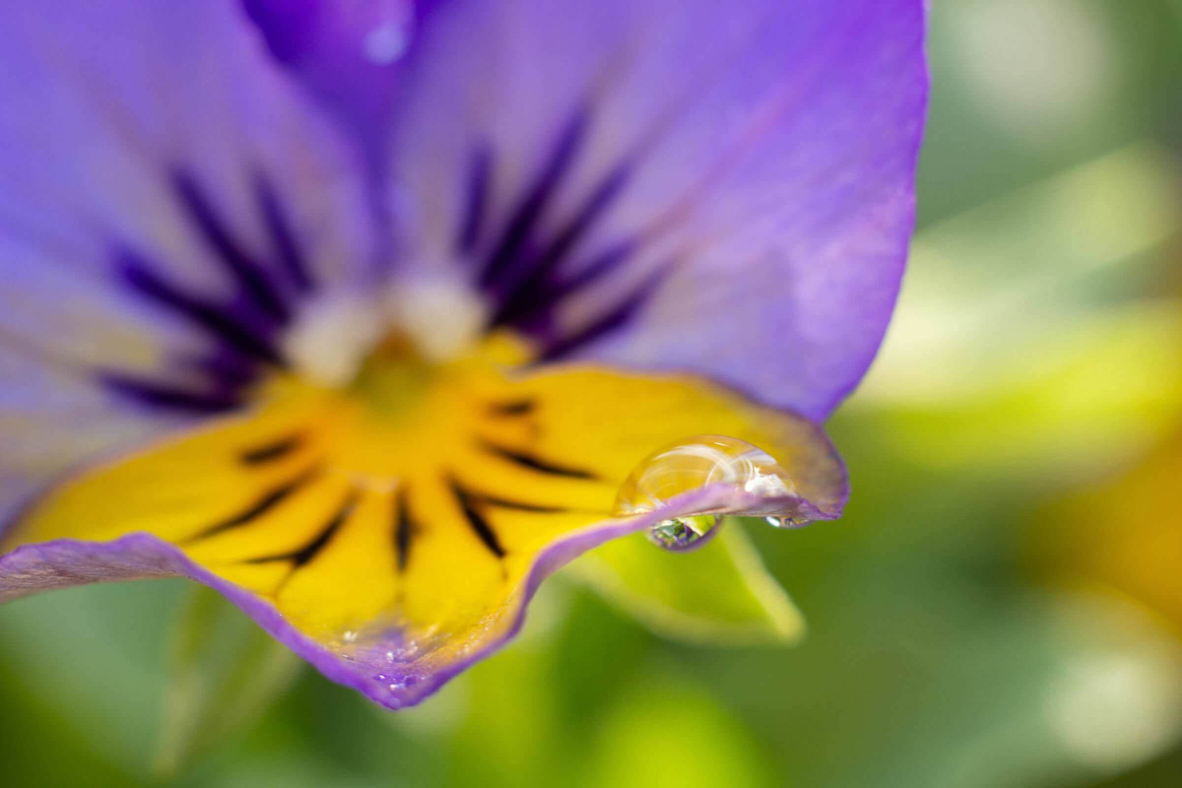 drops on violet