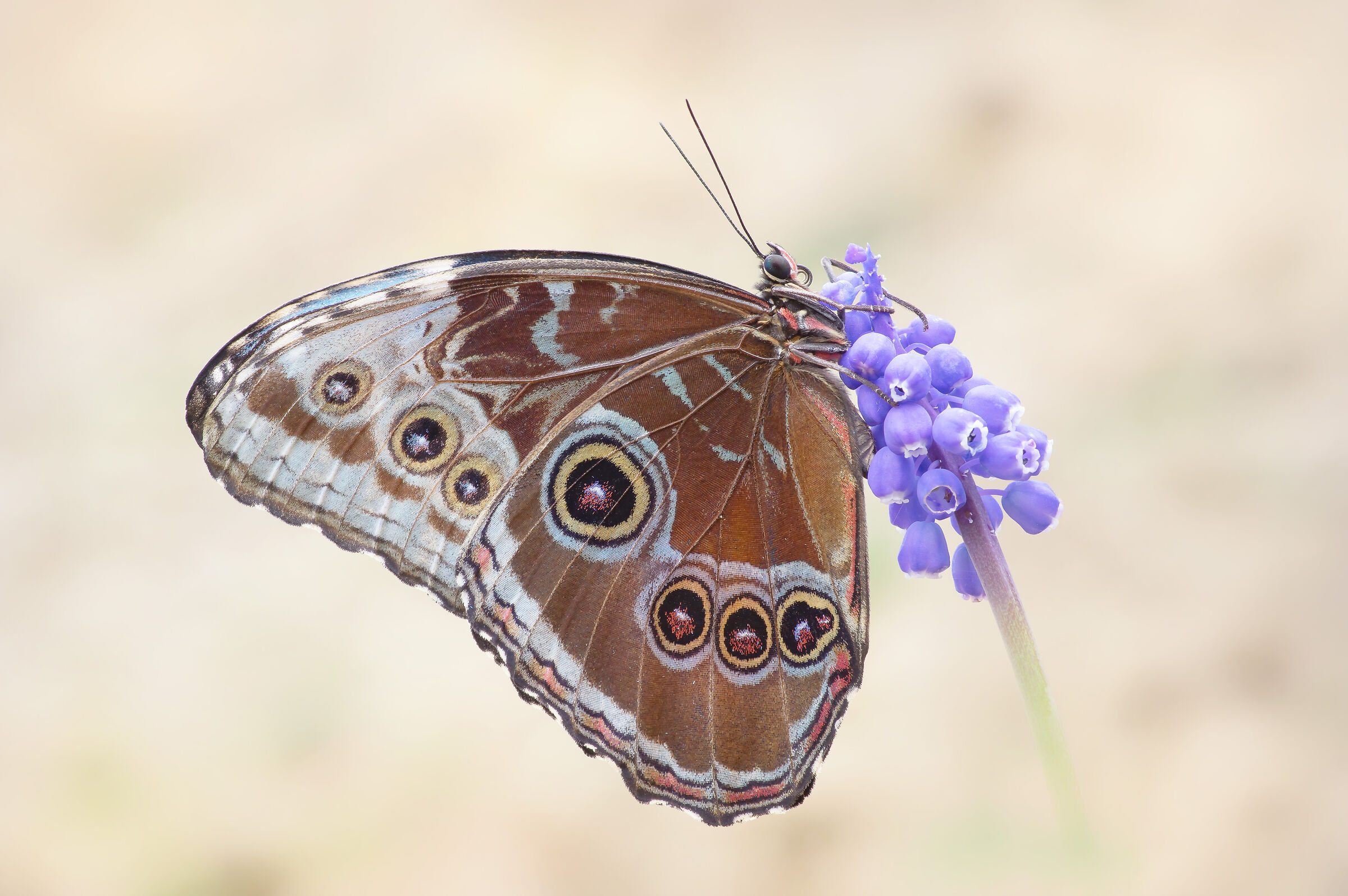 Morpho peleides (Kollar, 1850)