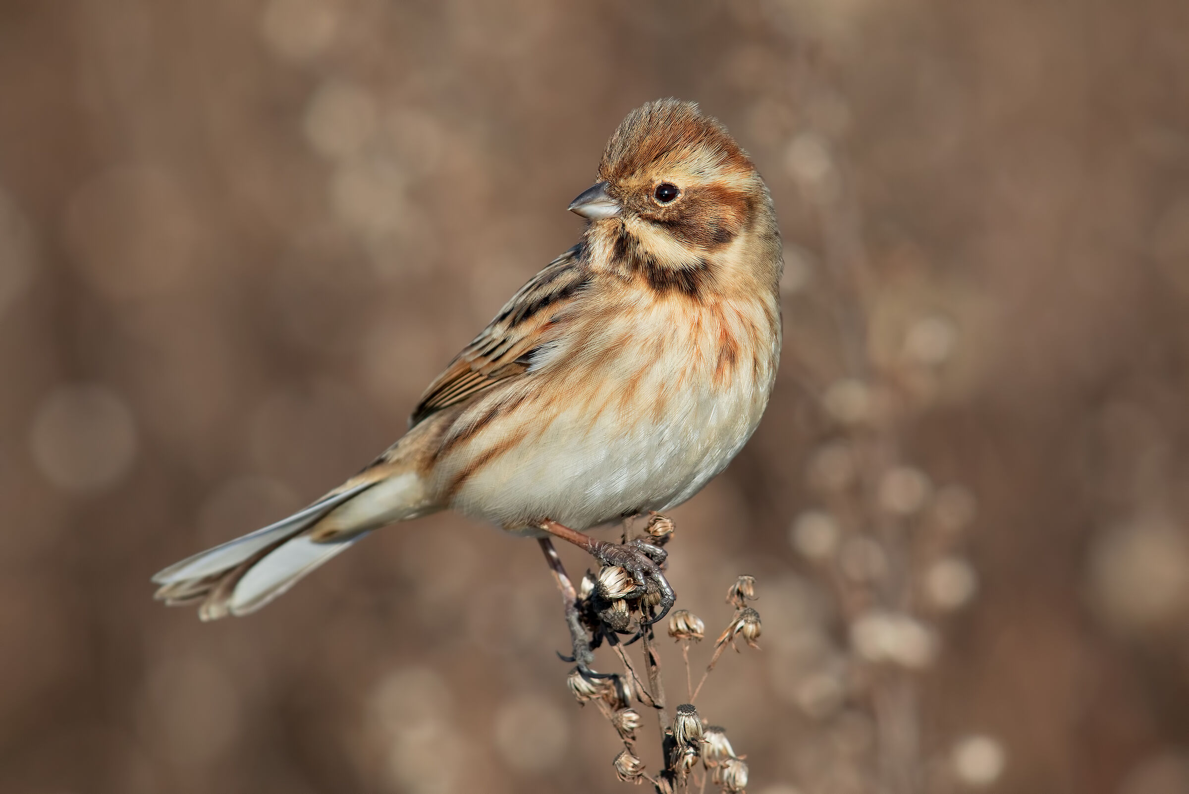 Migliarino F. 4K on Tc 2X