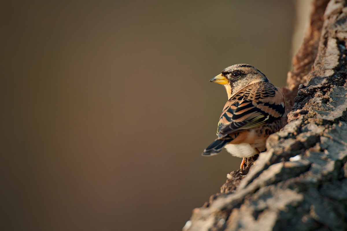 Brambling