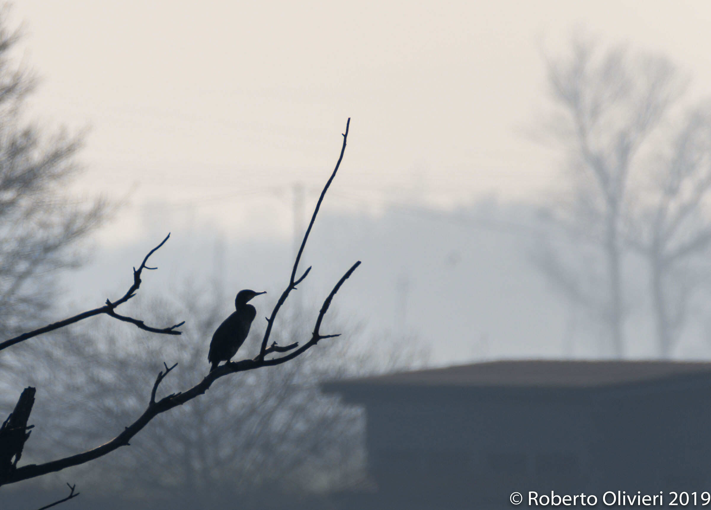 Silouette di un cormorano nella foschia del mattino