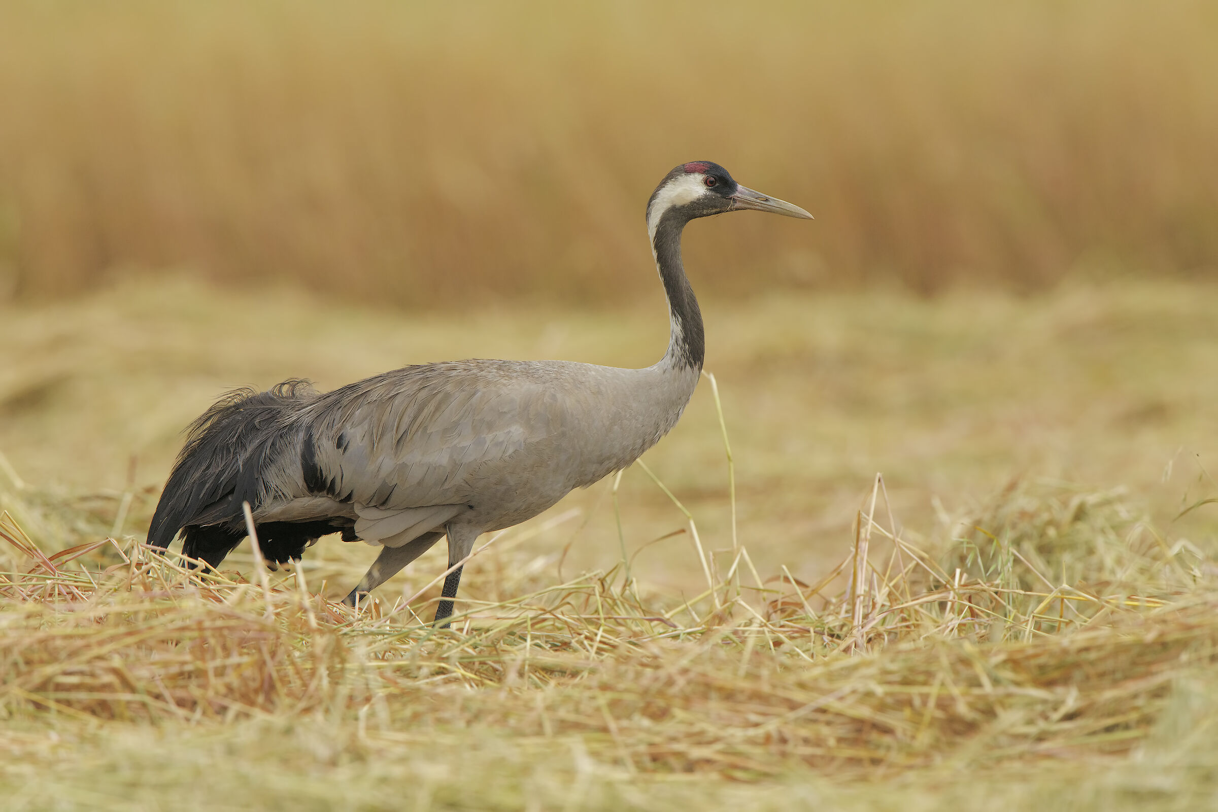 Grey Crane