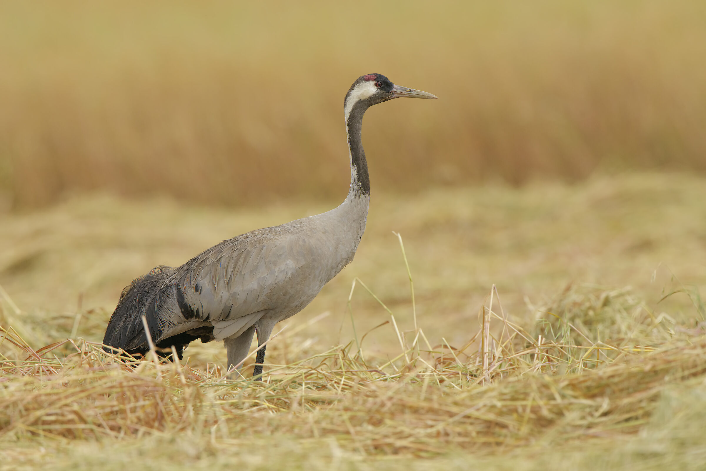 Grey Crane