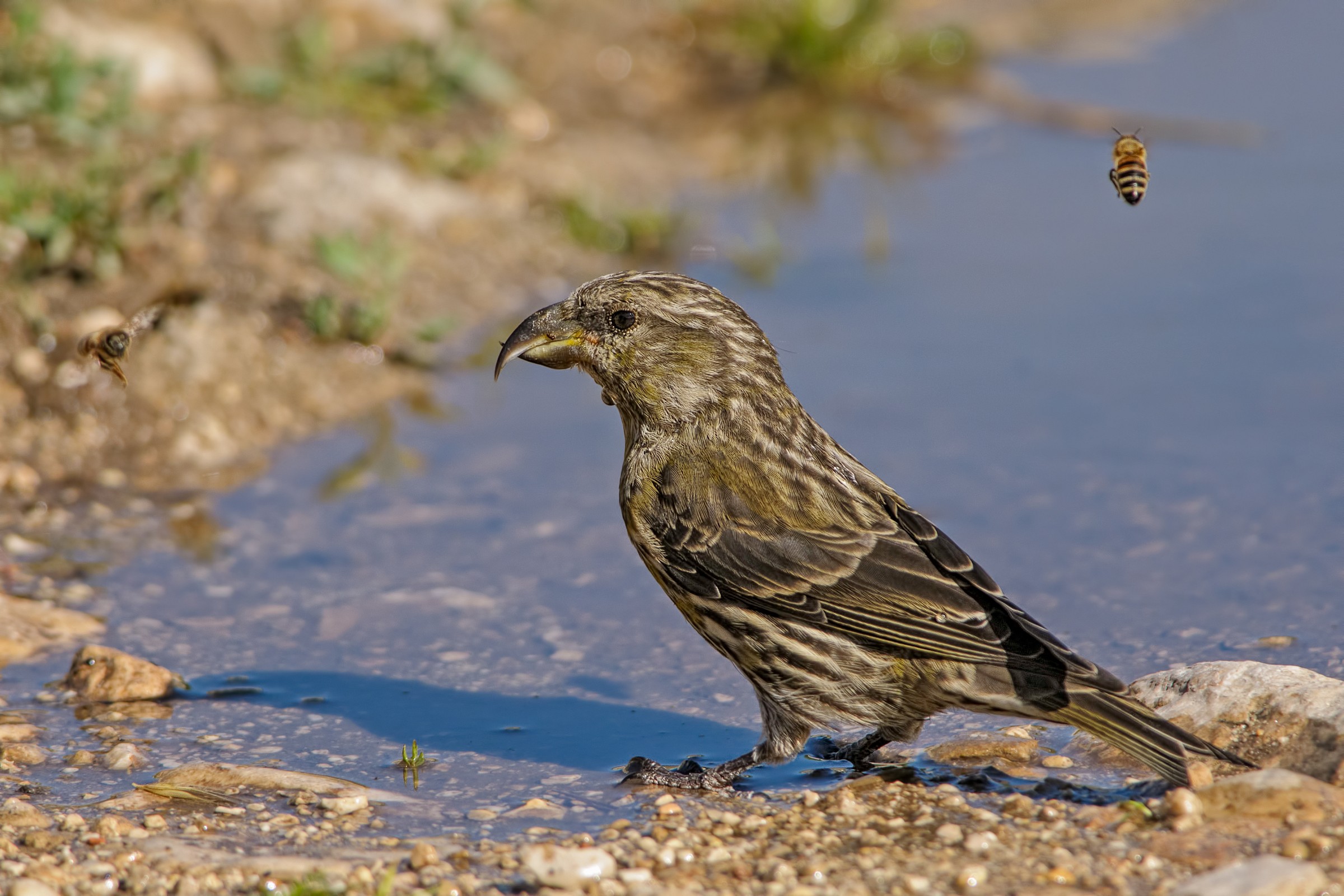 Crossbill (Loxia curvirostra)