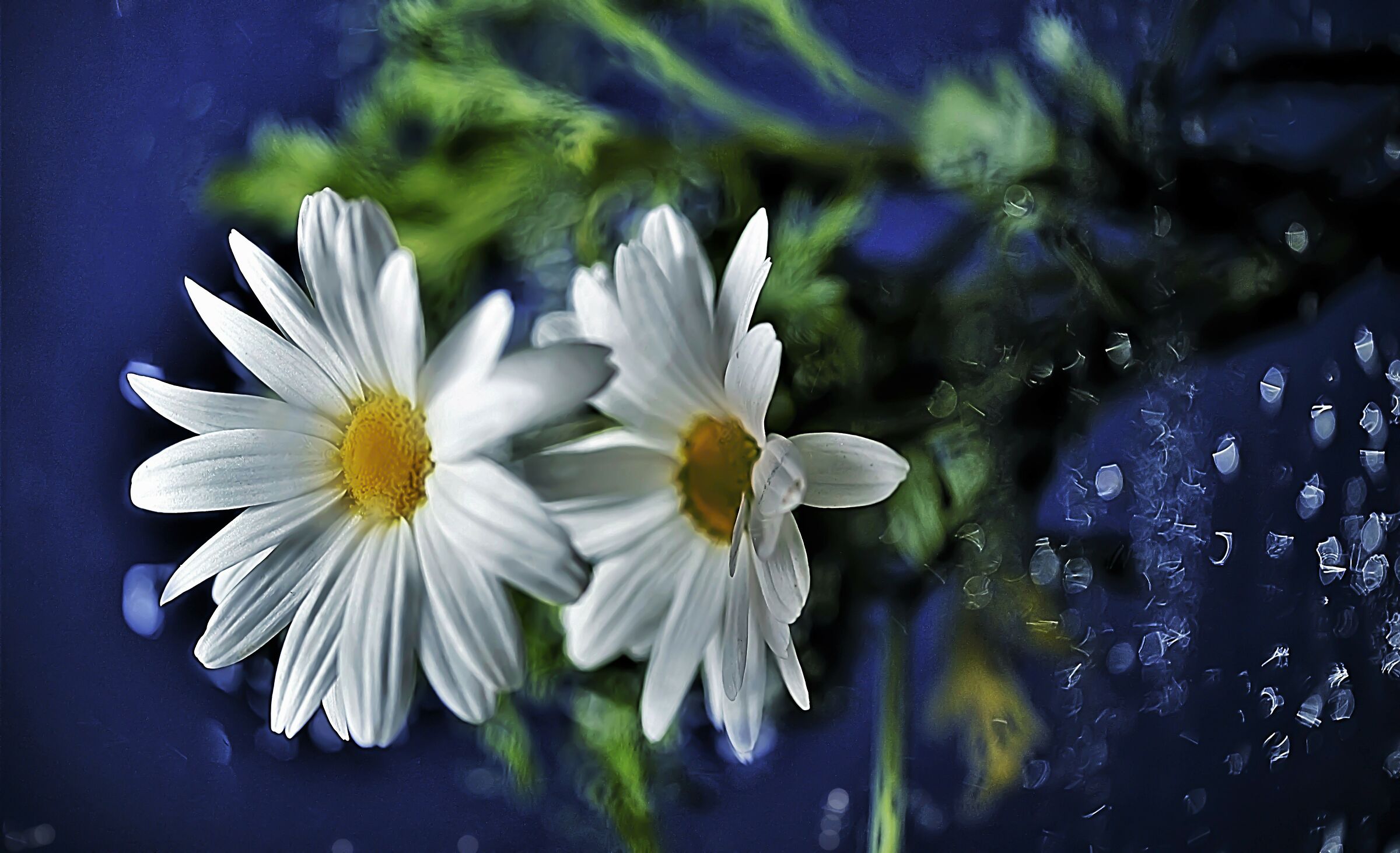 Wet Glass and flowers