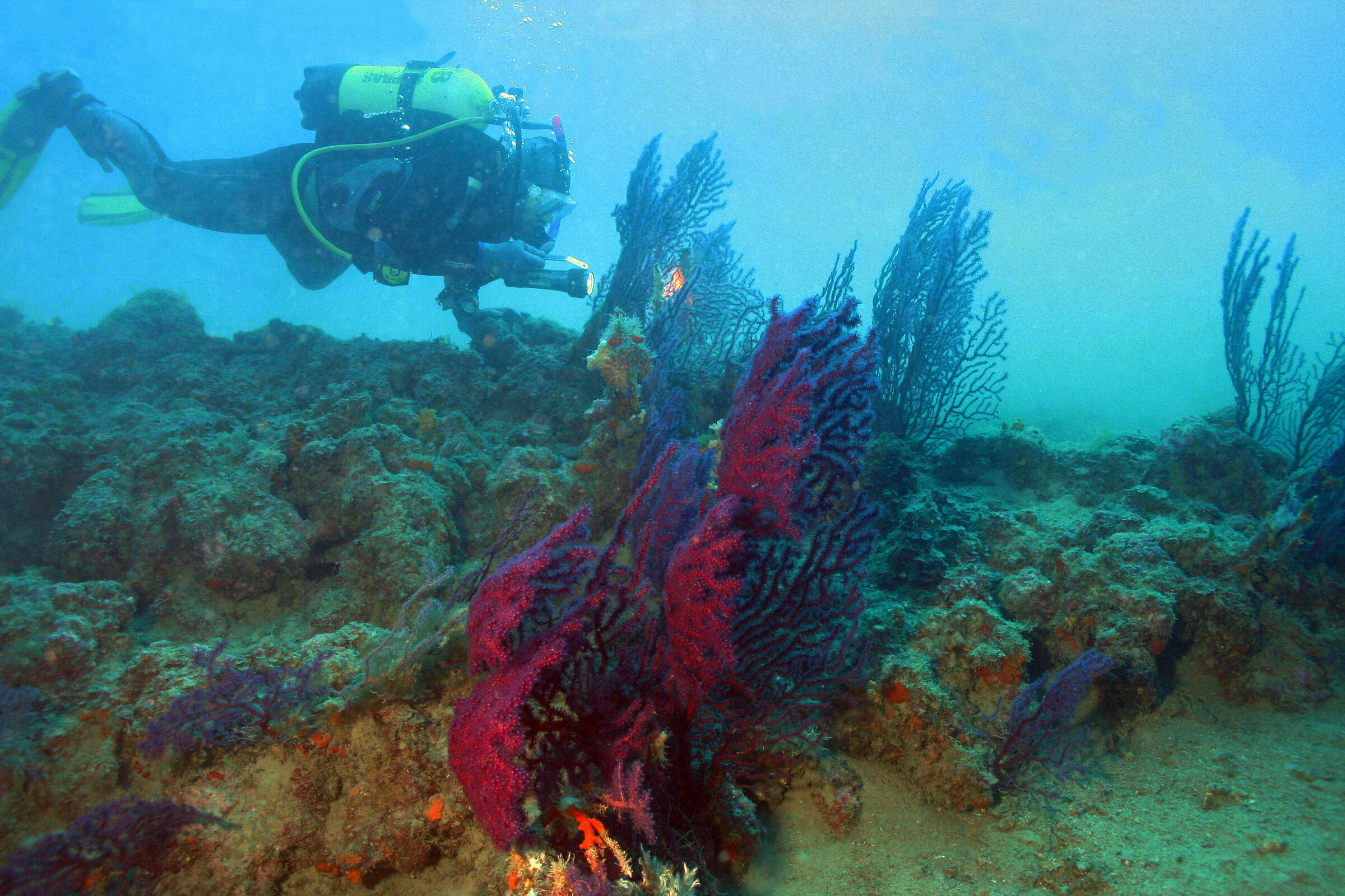 Gorgonias and divers