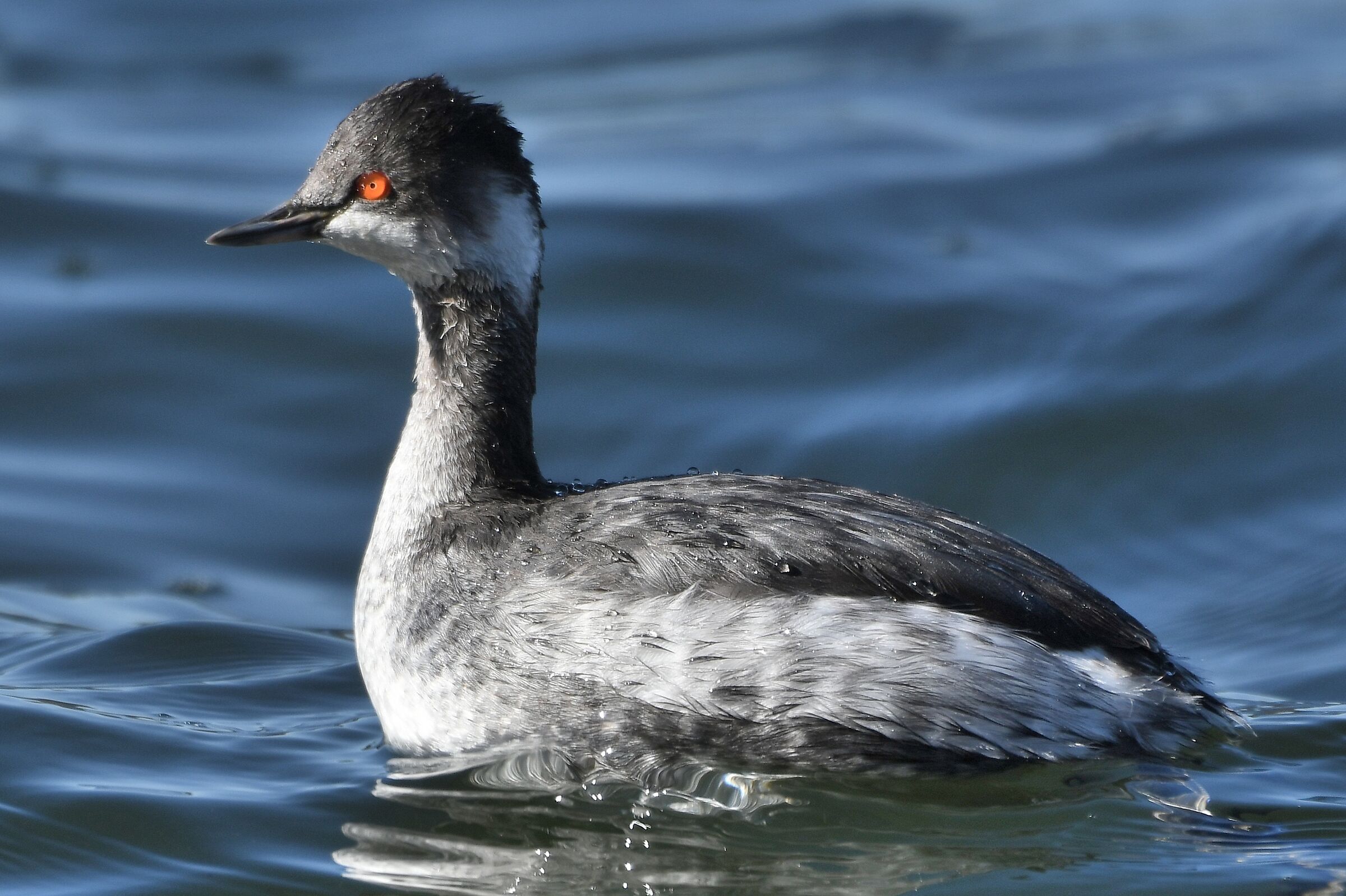 Podiceps nigricollis
